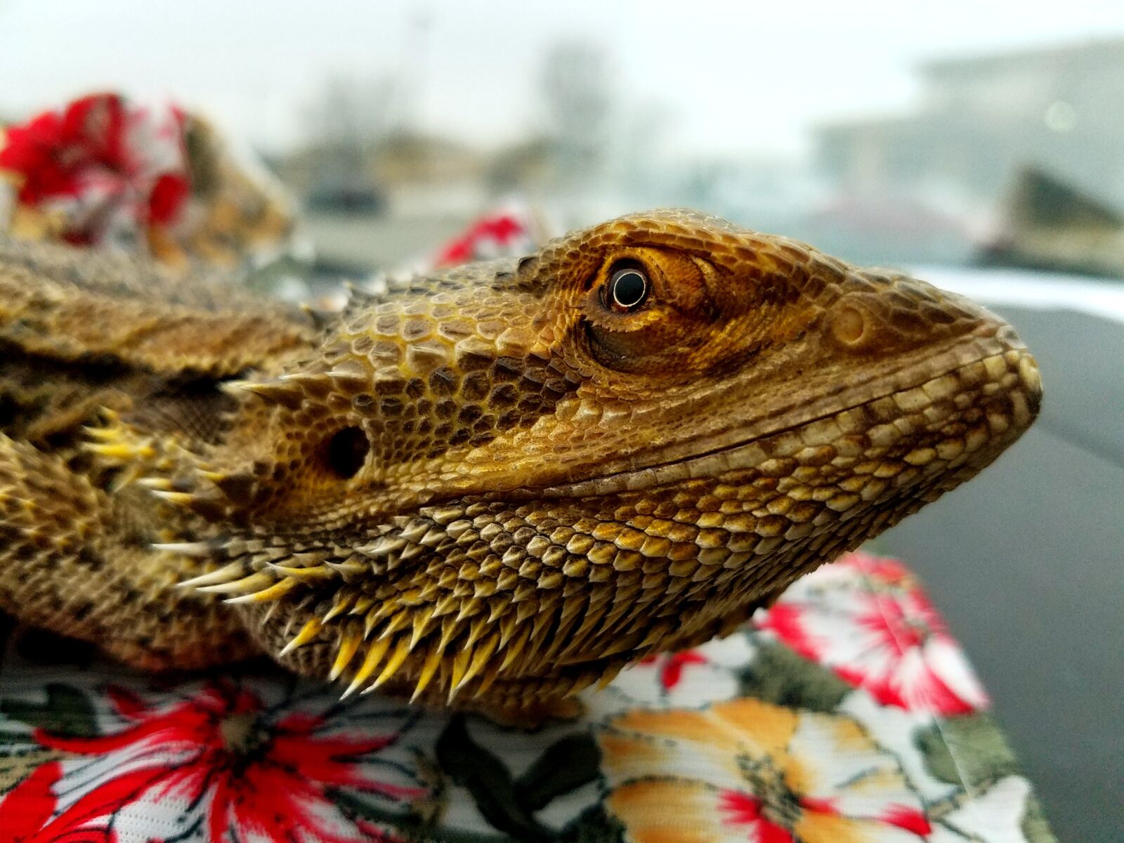 Samsung Galaxy S7 sample photo. Bearded dragon, reptile, lizard photography