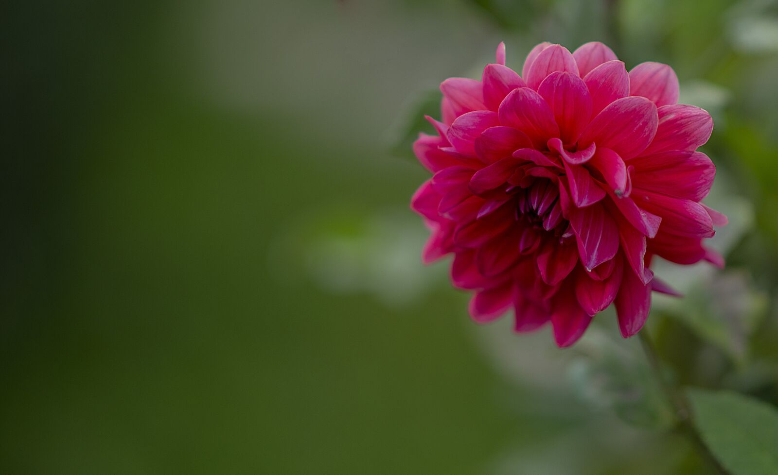 Nikon D600 sample photo. Flower, drops of water photography