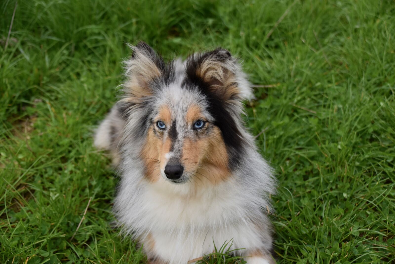 Nikon D5600 sample photo. Dog, bitch, shetland sheepdog photography