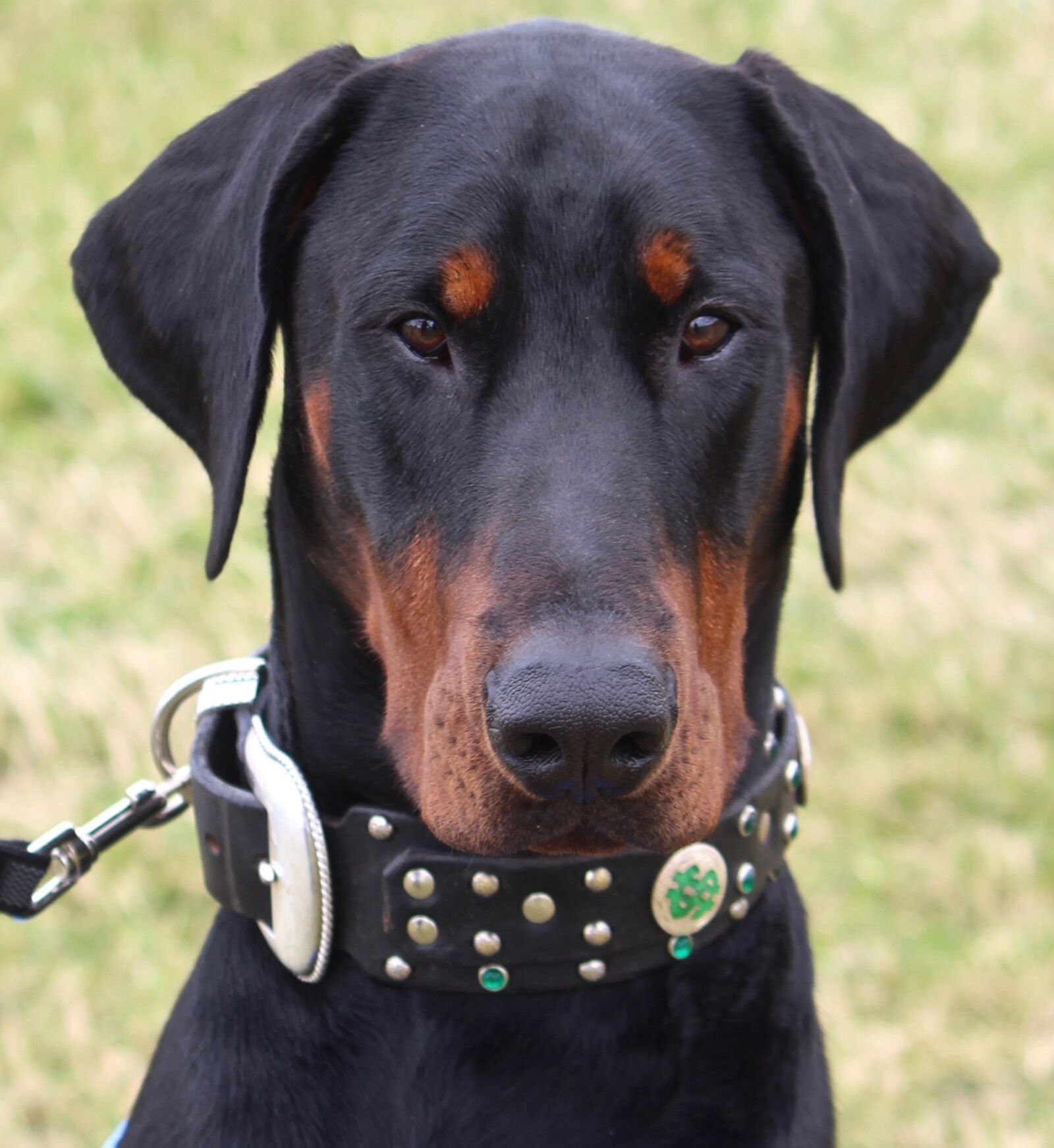 Canon EF-S 55-250mm F4-5.6 IS sample photo. Doberman, dog, animal photography