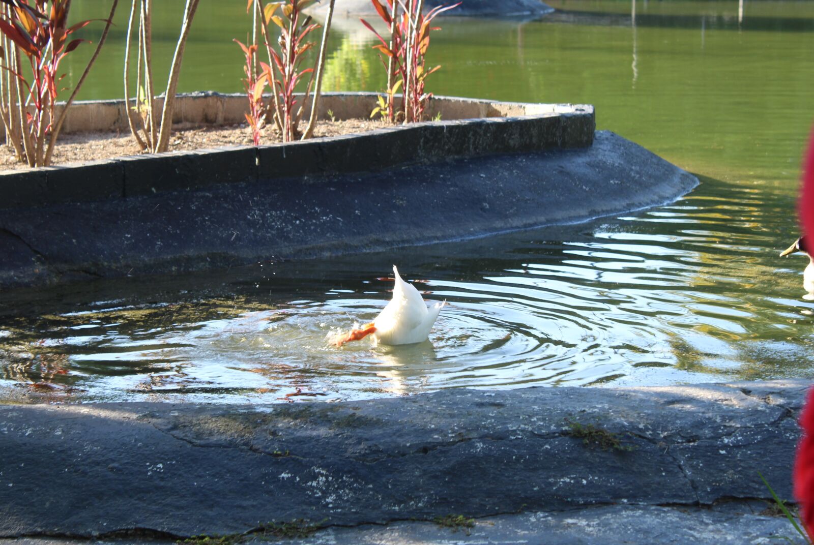 Canon EOS 1200D (EOS Rebel T5 / EOS Kiss X70 / EOS Hi) sample photo. Duck, park, water photography