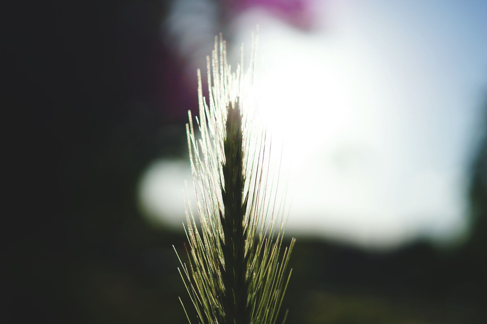 Sony DT 30mm F2.8 Macro SAM sample photo. Agriculture, blur, bright, cereal photography