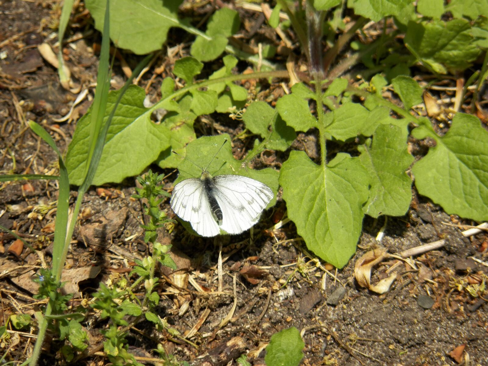 Kodak EasyShare Z990 (EasyShare Max) sample photo. Butterfly, nature, summer photography