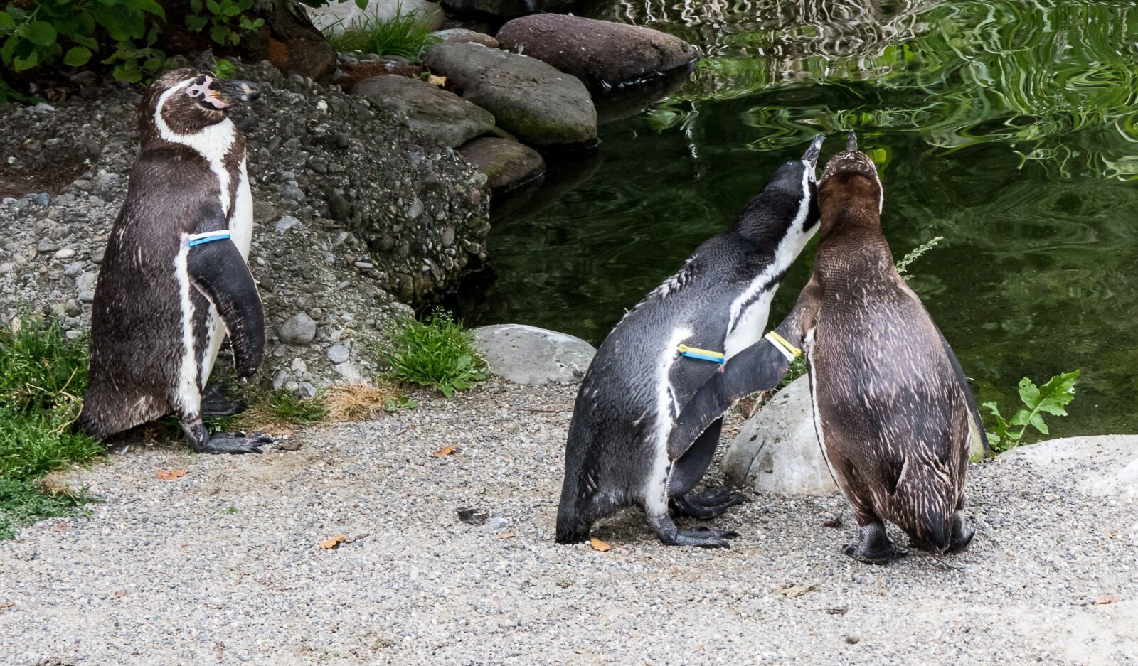 Canon EOS 80D sample photo. Humboldt penguin, penguins, animal photography