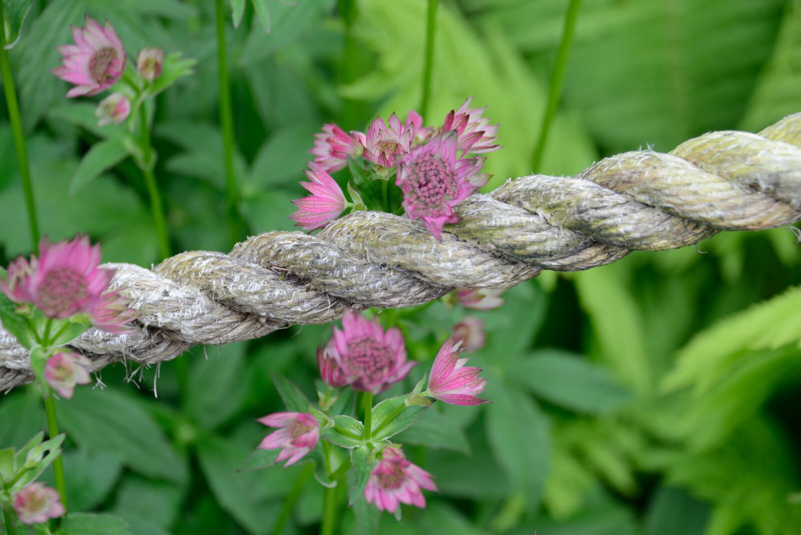 Nikon D800 sample photo. Rope, flowers, leaves photography