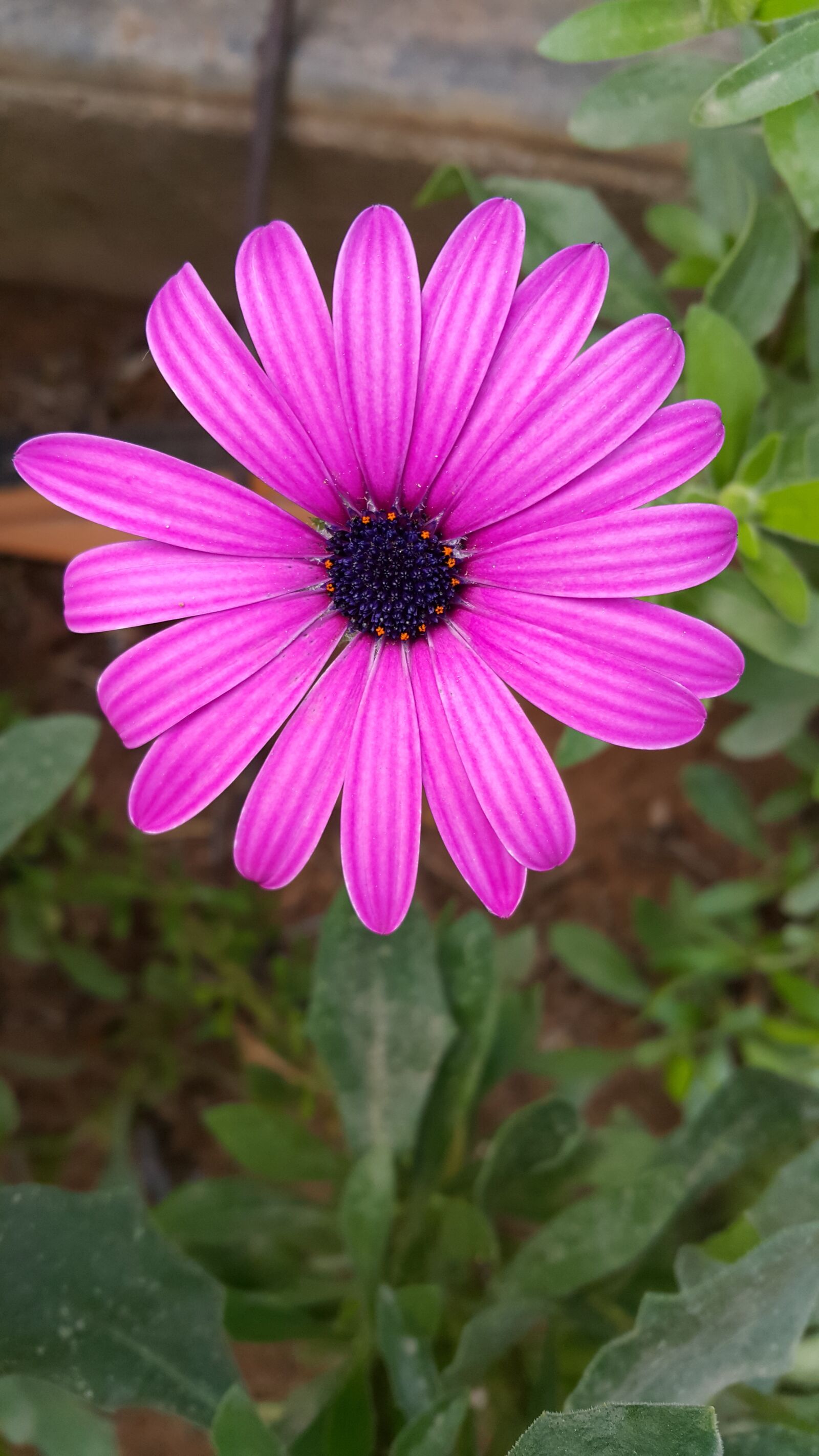 Samsung Galaxy Note4 sample photo. Flower, marguerite, plant photography