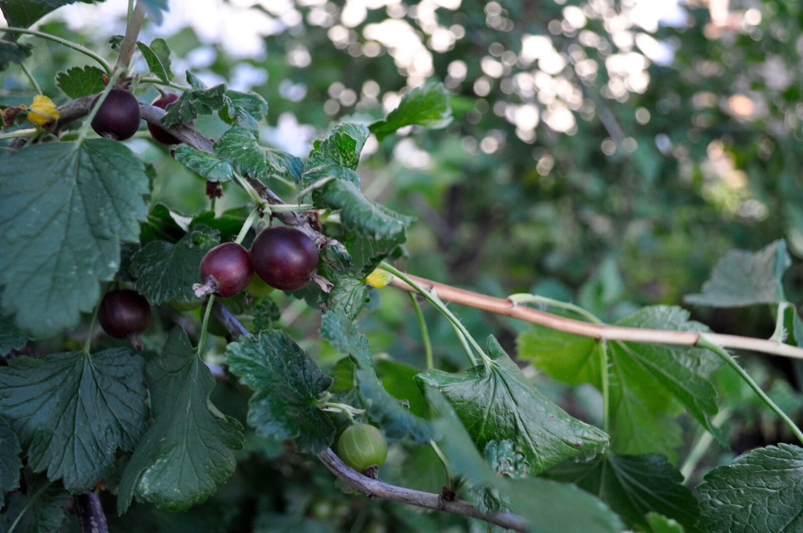Nikon D5000 sample photo. Gooseberry, orchard, fruit photography