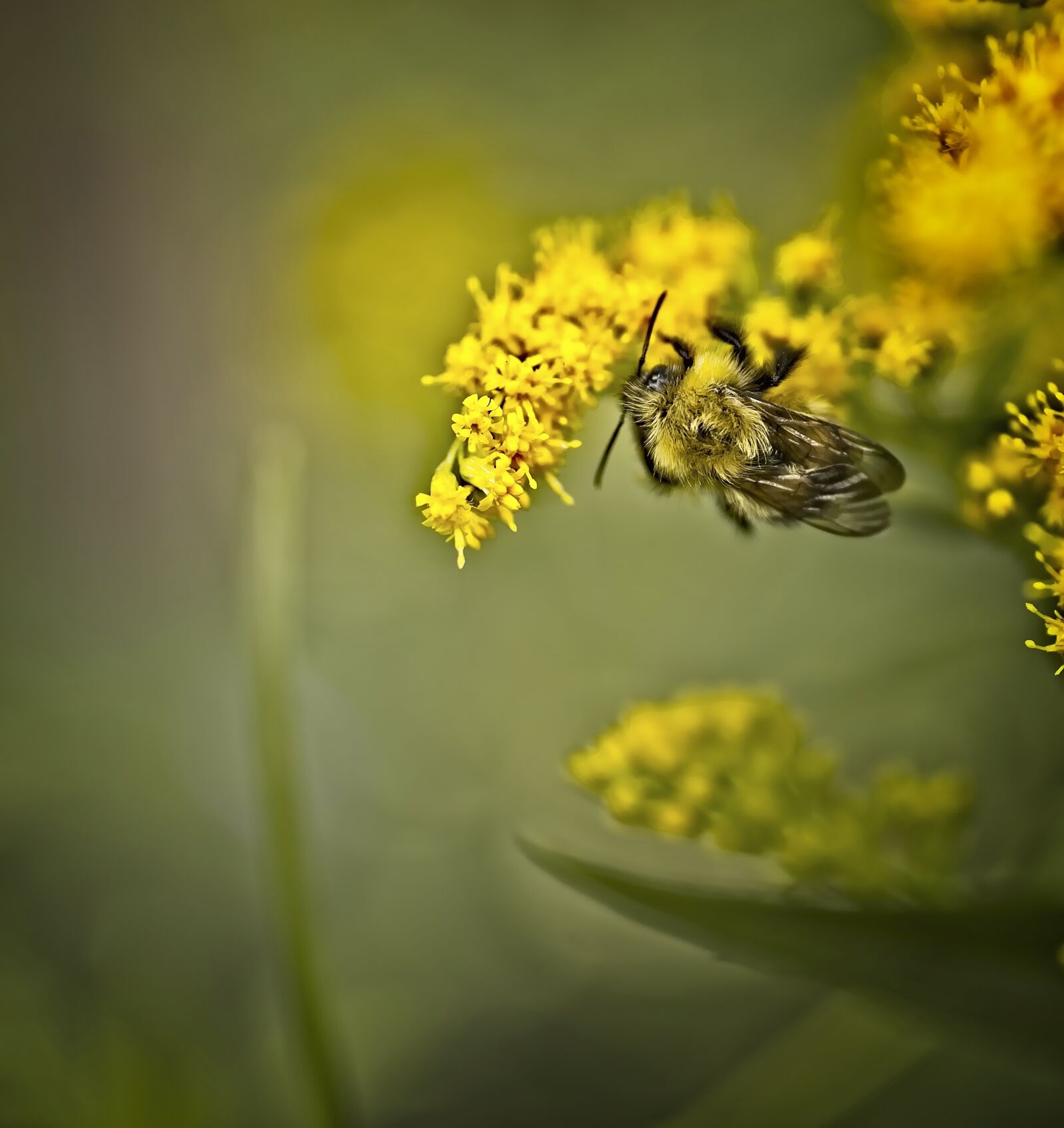 Sony a7 III sample photo. Bee, insect, flower photography