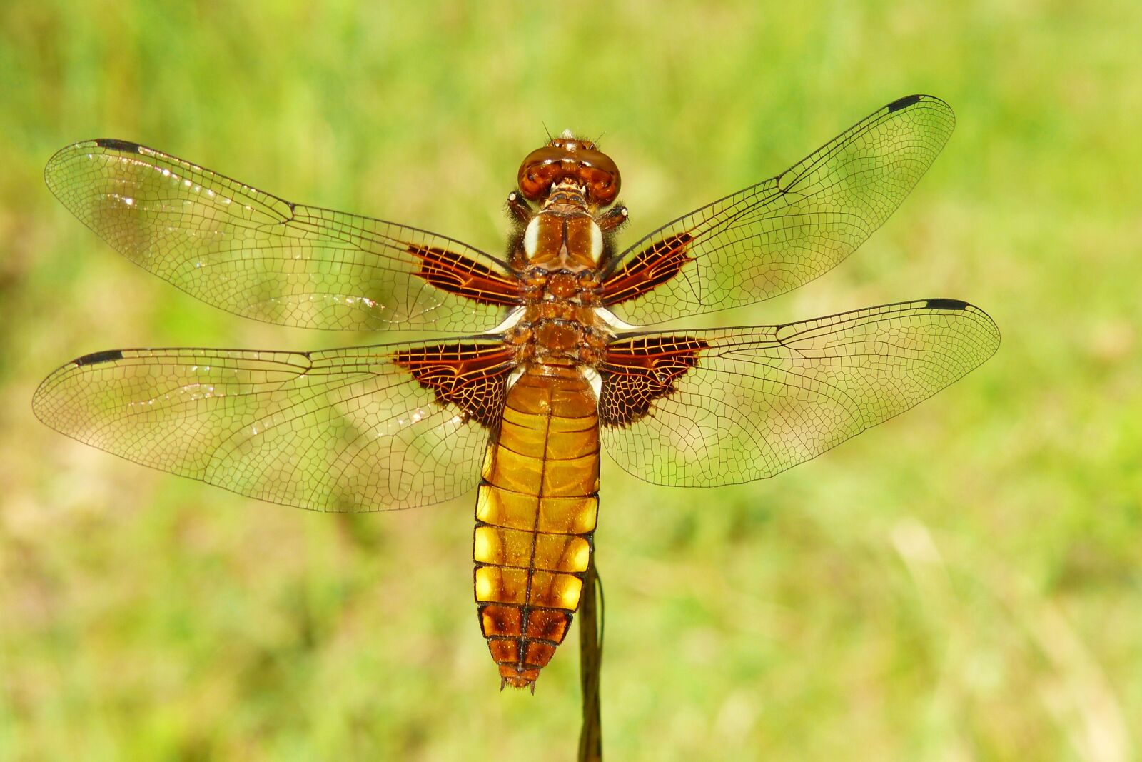 Panasonic Lumix DMC-FZ200 sample photo. Animals, invertebrates, insect photography