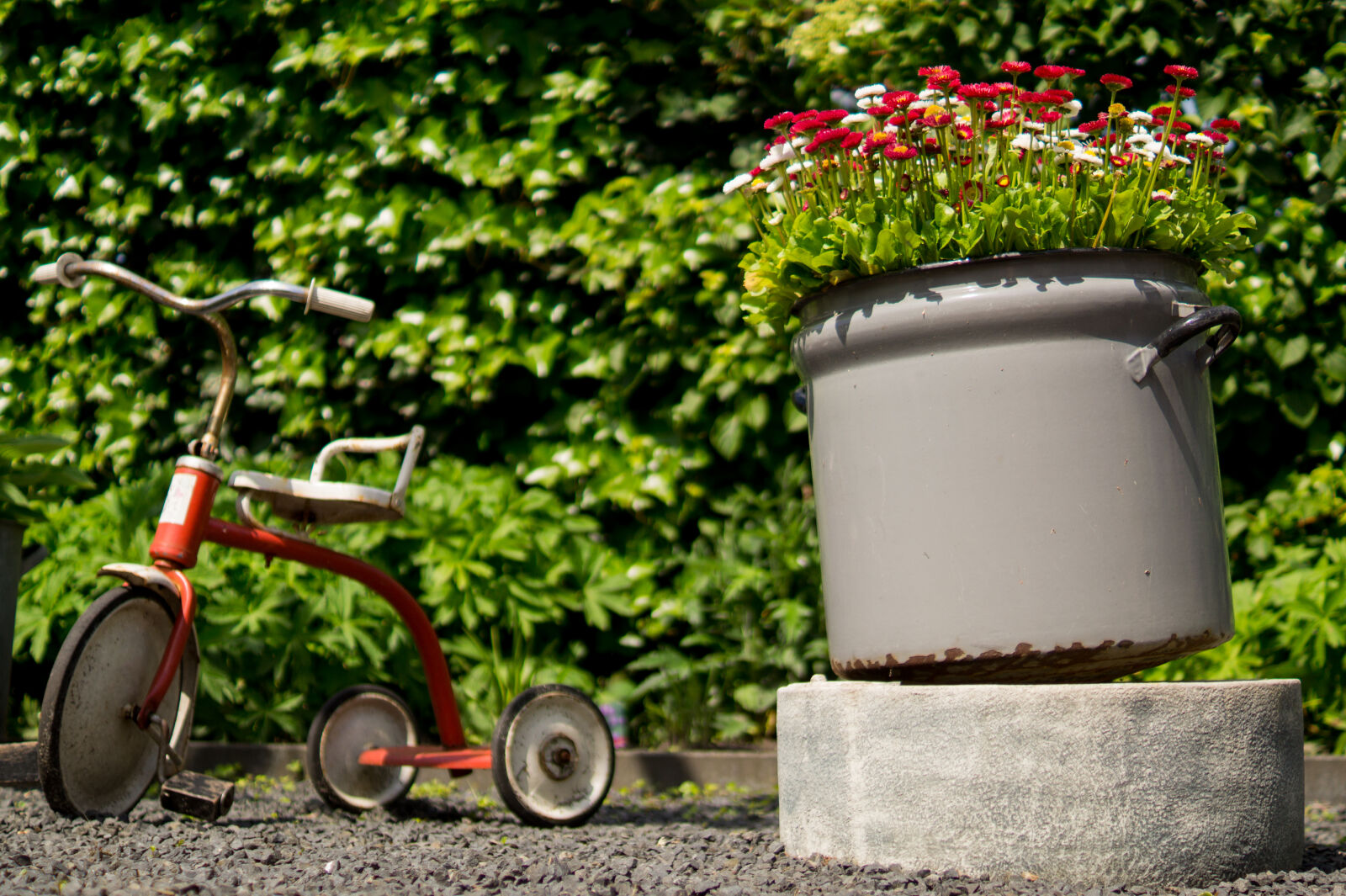 Sony DT 35mm F1.8 SAM sample photo. Flowers, garden, playing, pot photography