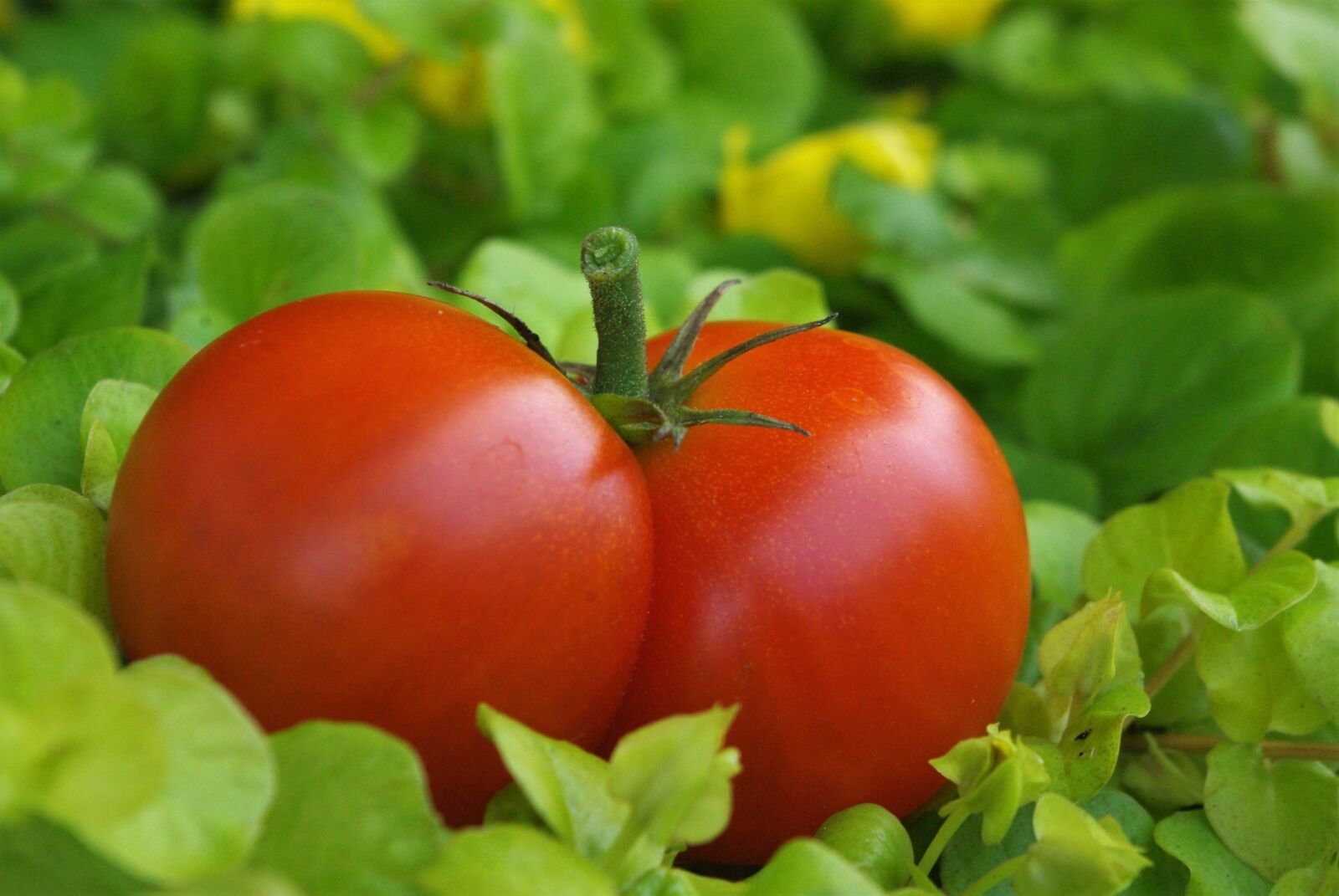 Pentax K-m (K2000) sample photo. Tomatoes, garden, red photography