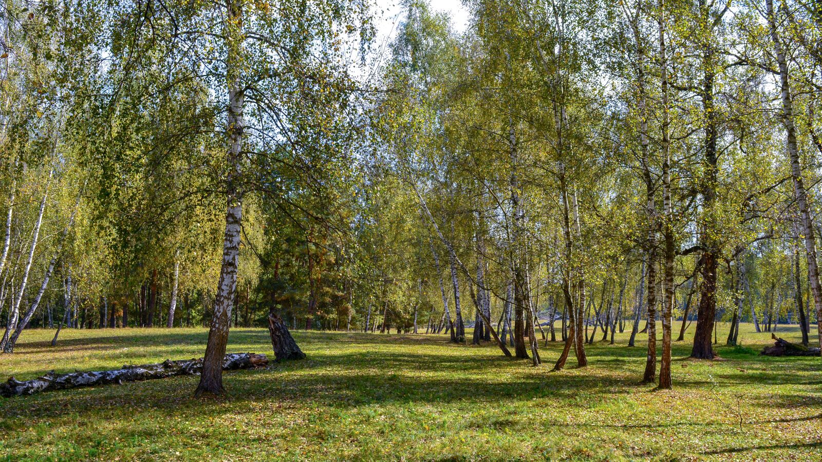 Nikon D5200 sample photo. Nature, forest, autumn photography