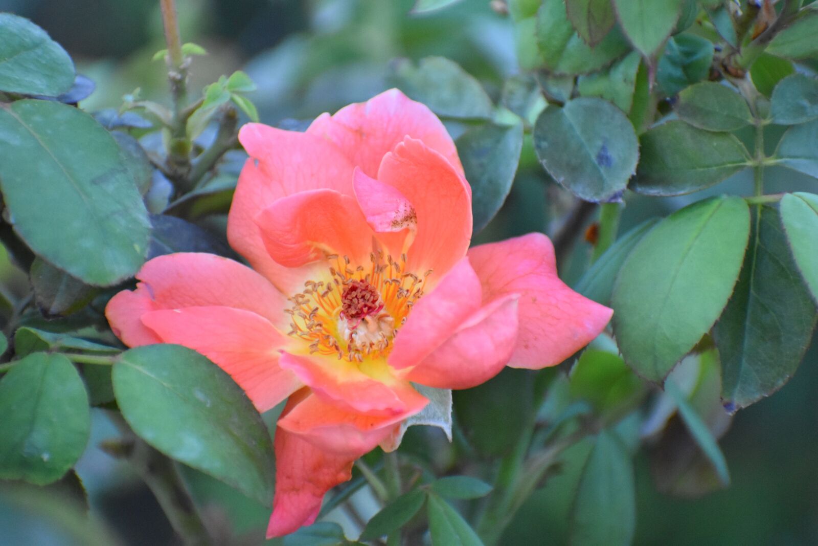 Nikon D5600 sample photo. Flower, anthers, petals photography