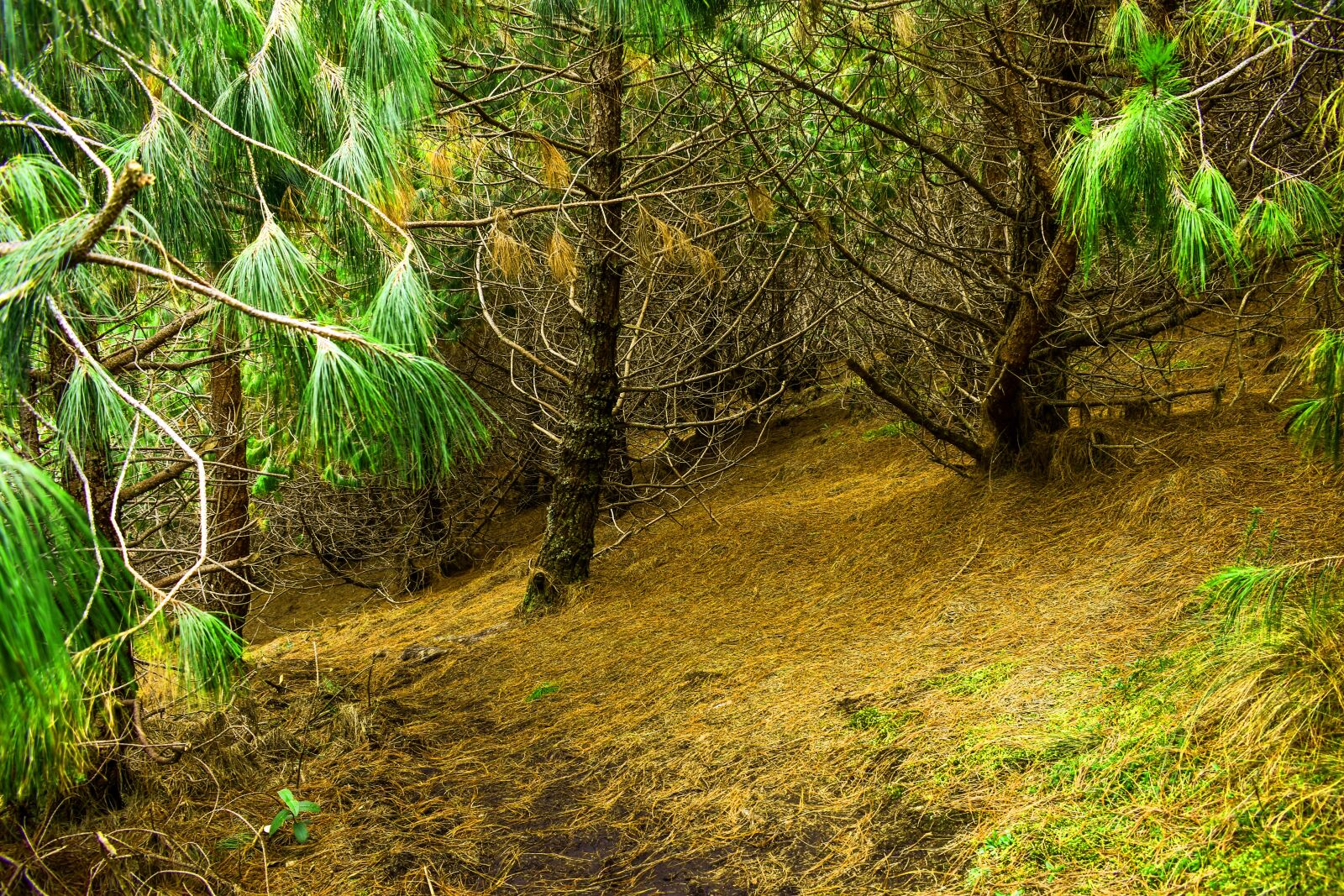 Nikon D3400 sample photo. Moss, stone, landscape photography