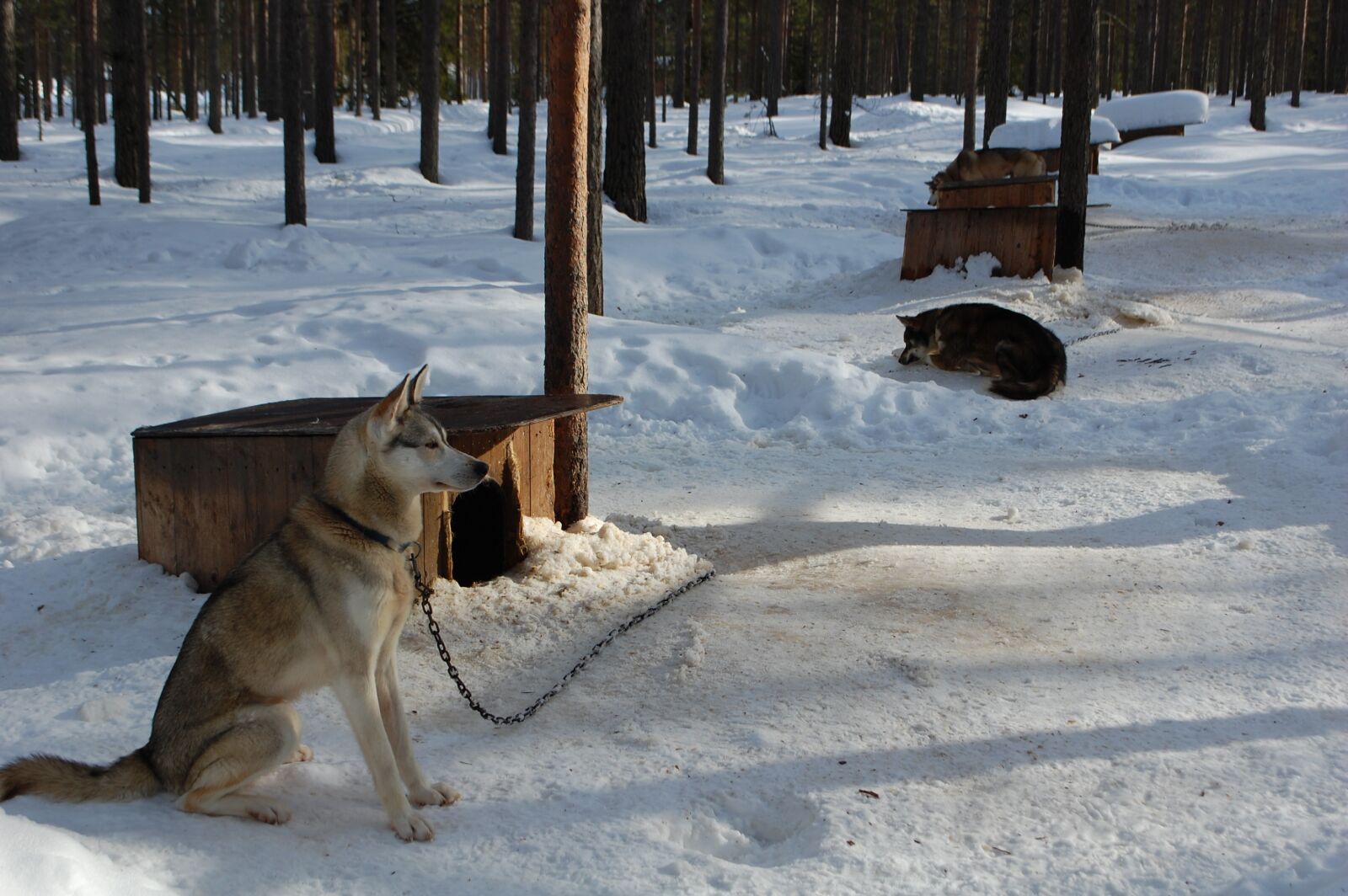 Nikon D40 sample photo. Dogs, finland, rovaniemi photography