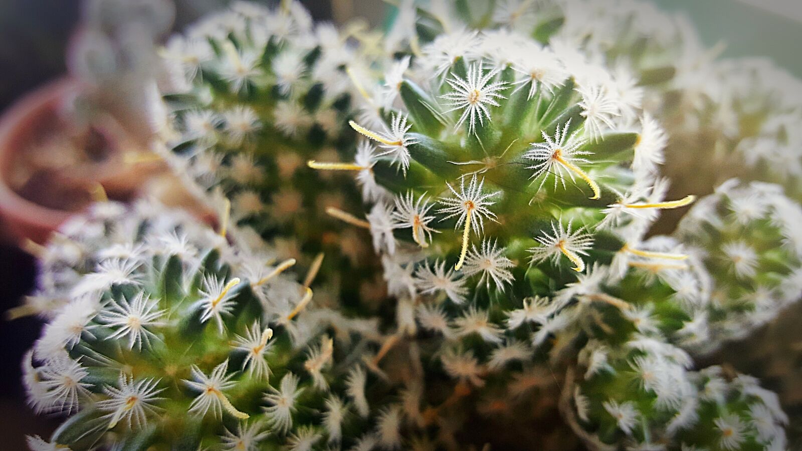 Samsung Galaxy Note5 sample photo. Cactus, prickly, geometric photography