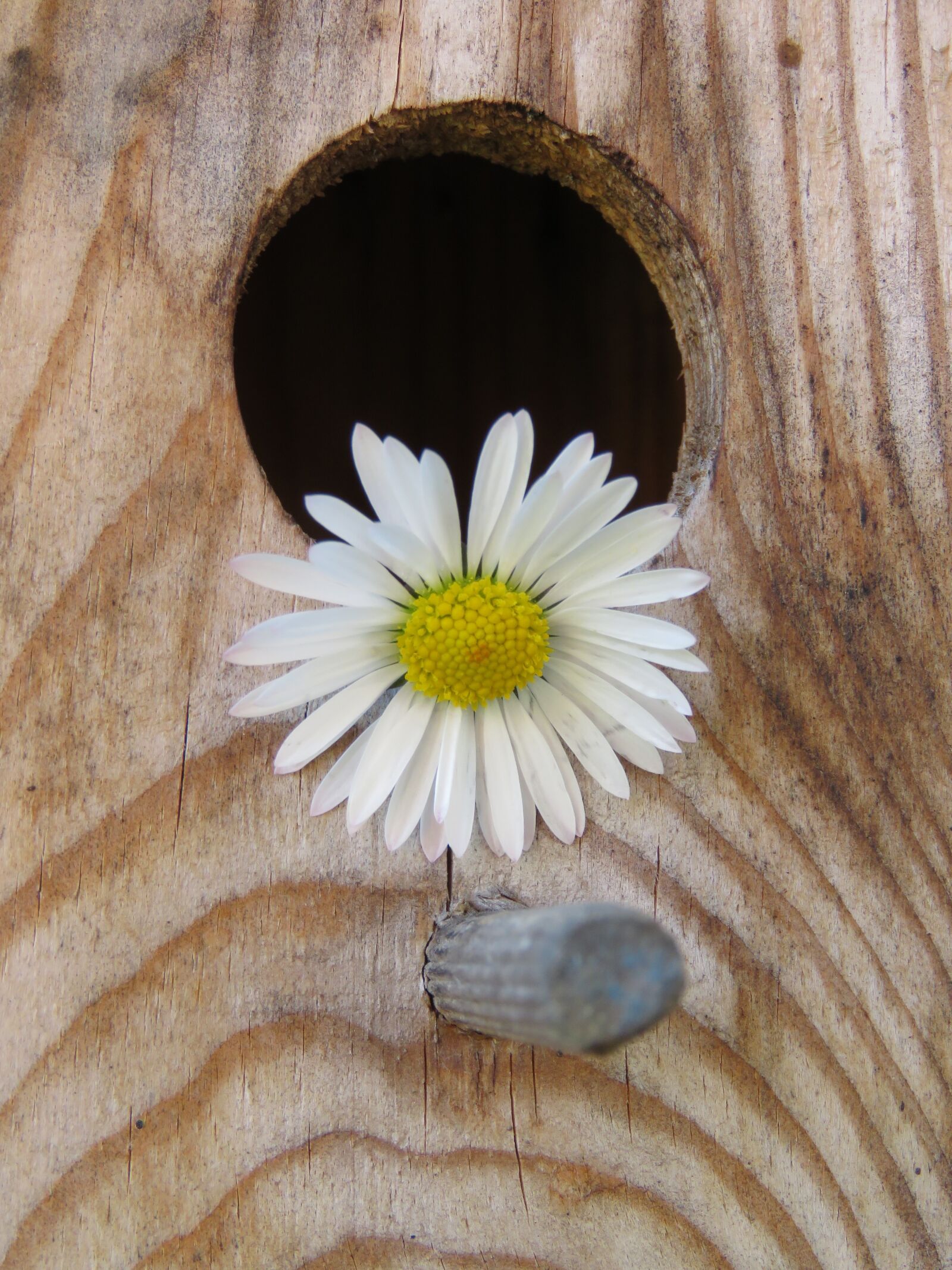Canon PowerShot SX60 HS sample photo. Madelief, birdhouse, wood photography