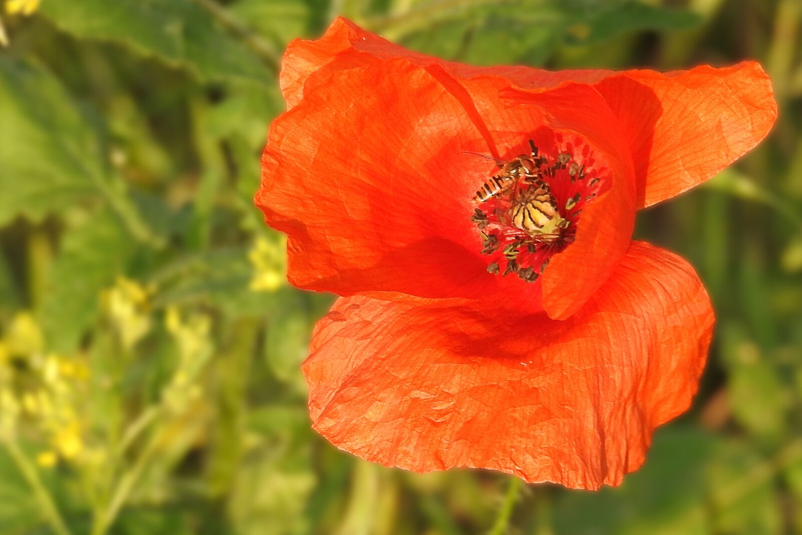 Nikon Coolpix P900 sample photo. Poppy, blossom, bloom photography