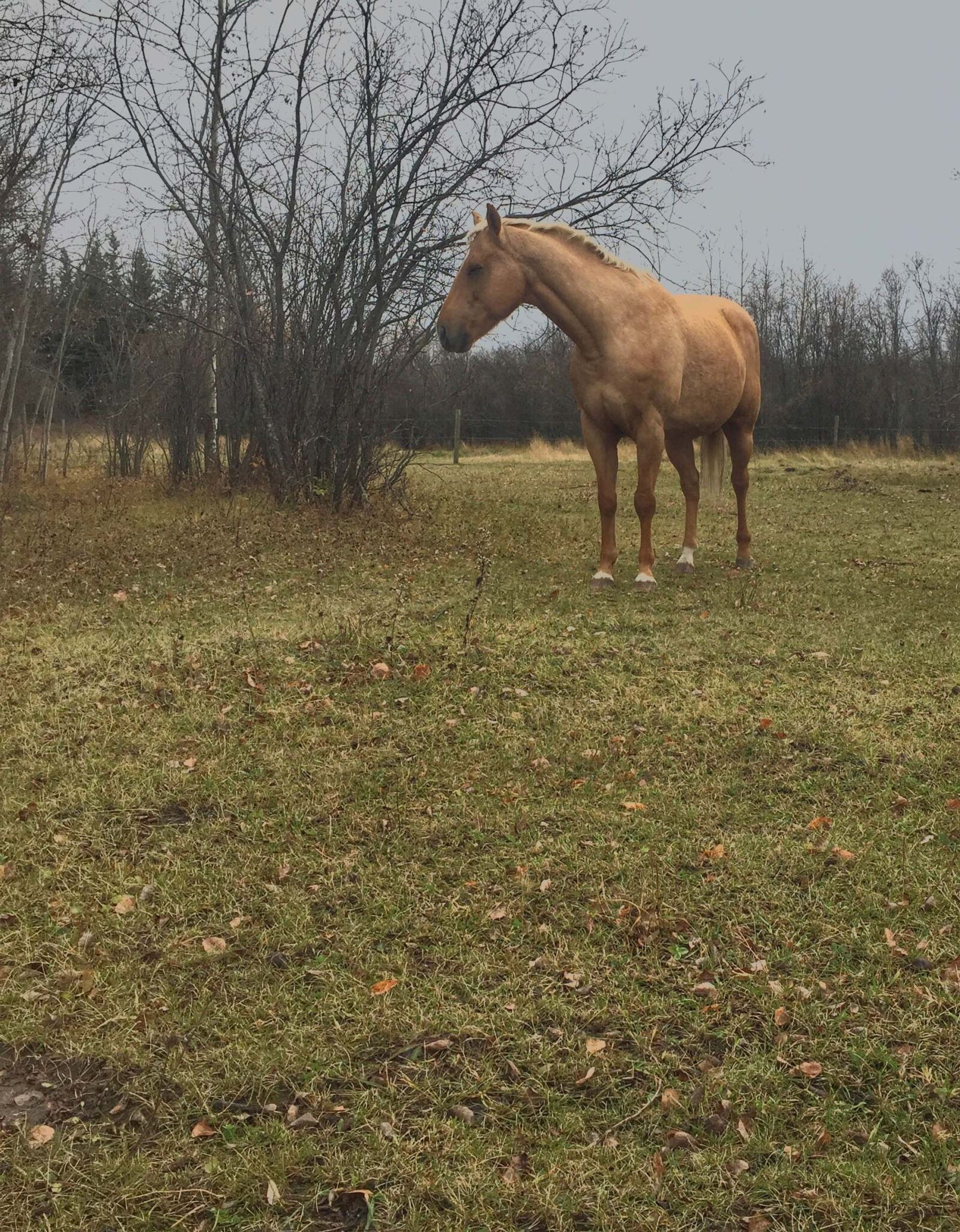 iPhone 6 back camera 4.15mm f/2.2 sample photo. Animal, photography, grass, horse photography
