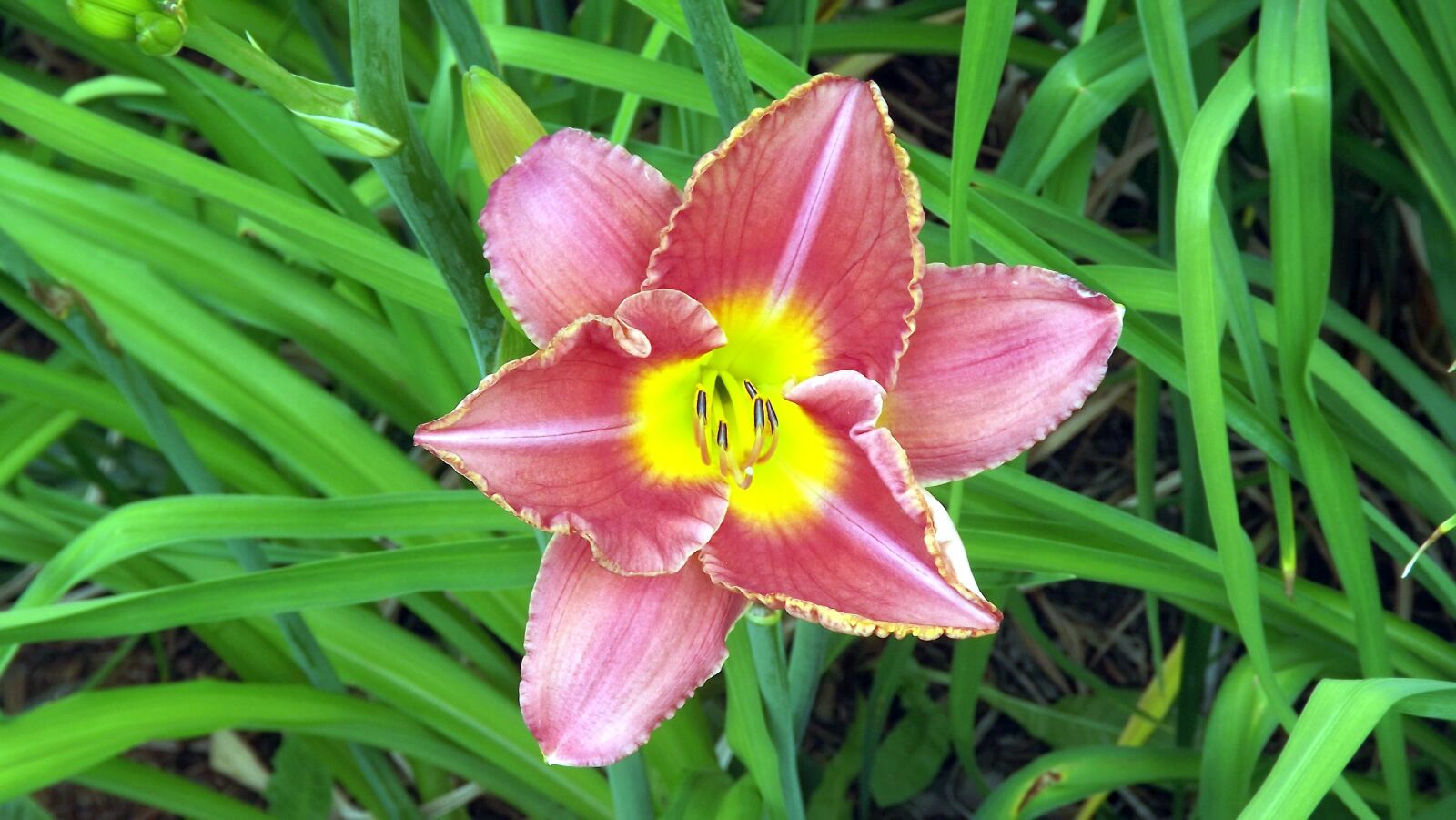Fujifilm FinePix S3400 sample photo. Flower, daylilies, discount flower photography