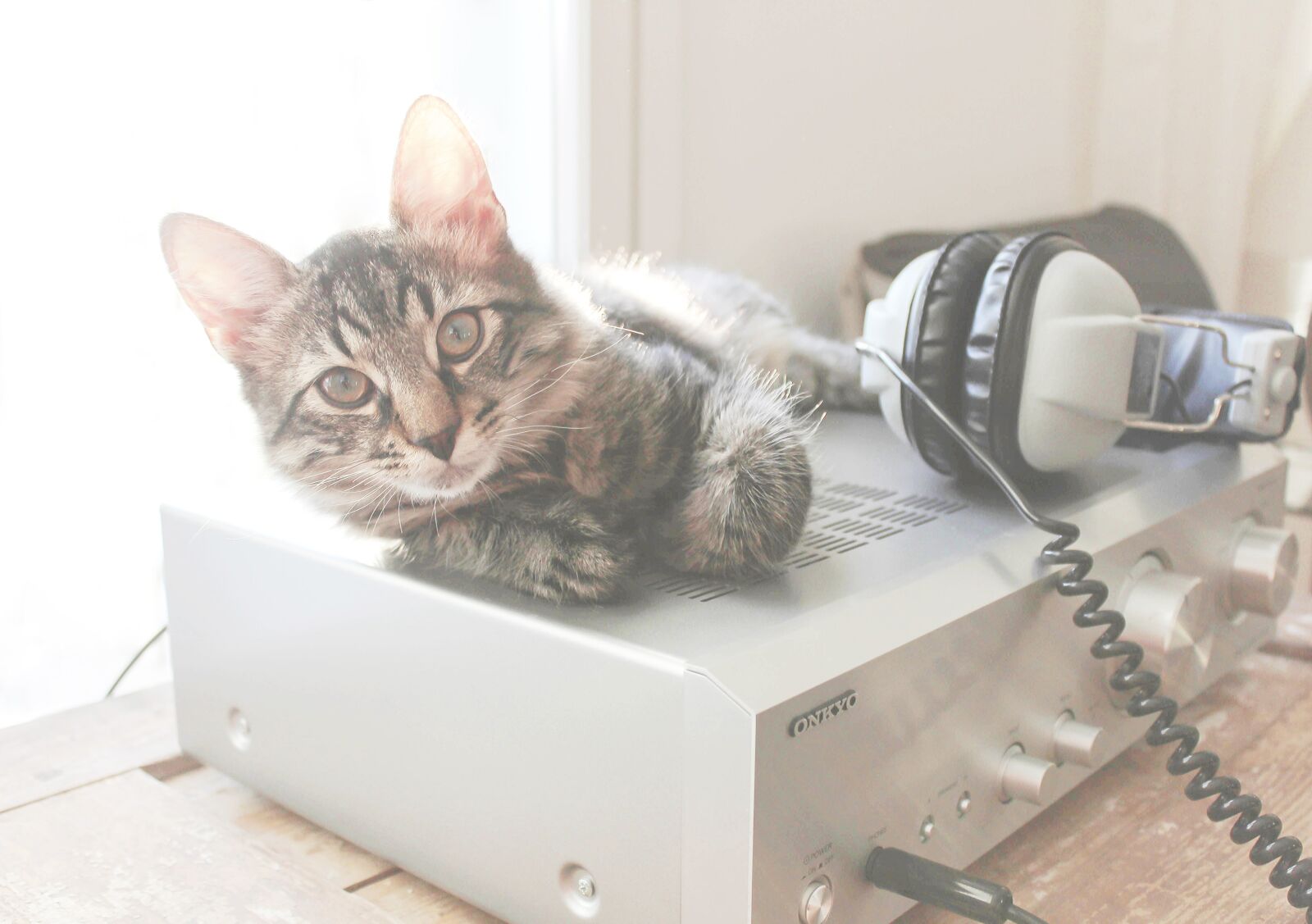 Canon EOS 100D (EOS Rebel SL1 / EOS Kiss X7) sample photo. Cat, amplifier, headphones photography