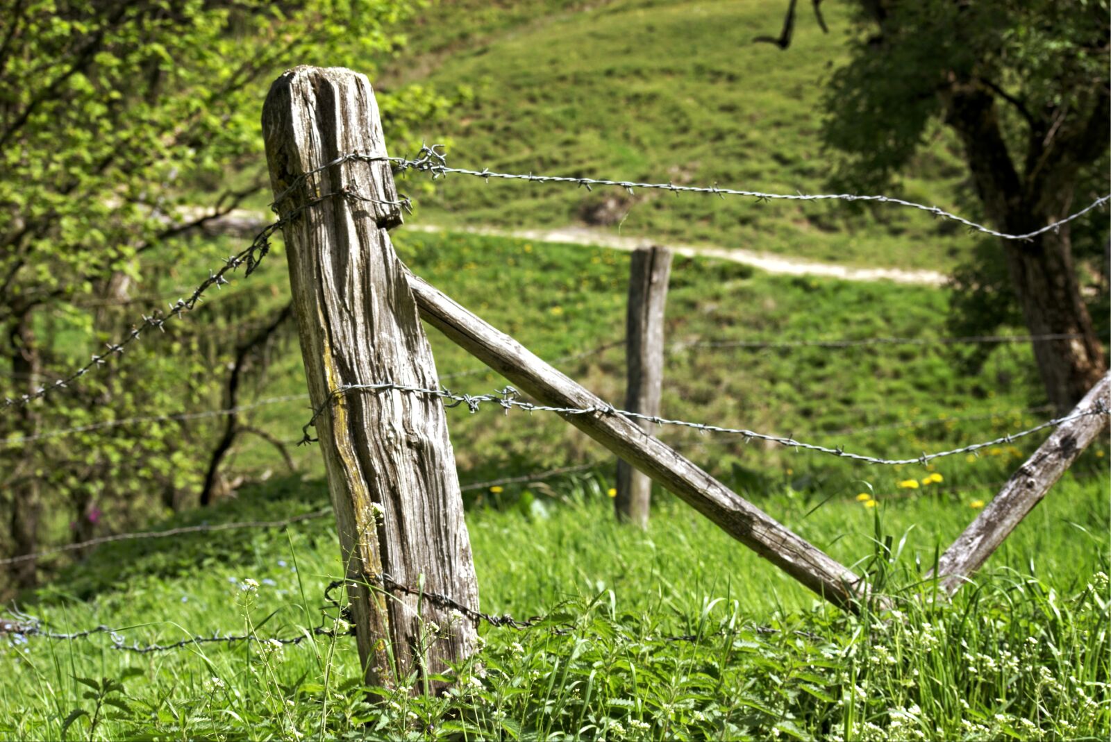 55.0-200.0mm f/4.0-f/5.6 sample photo. Post, pasture fence, fence photography