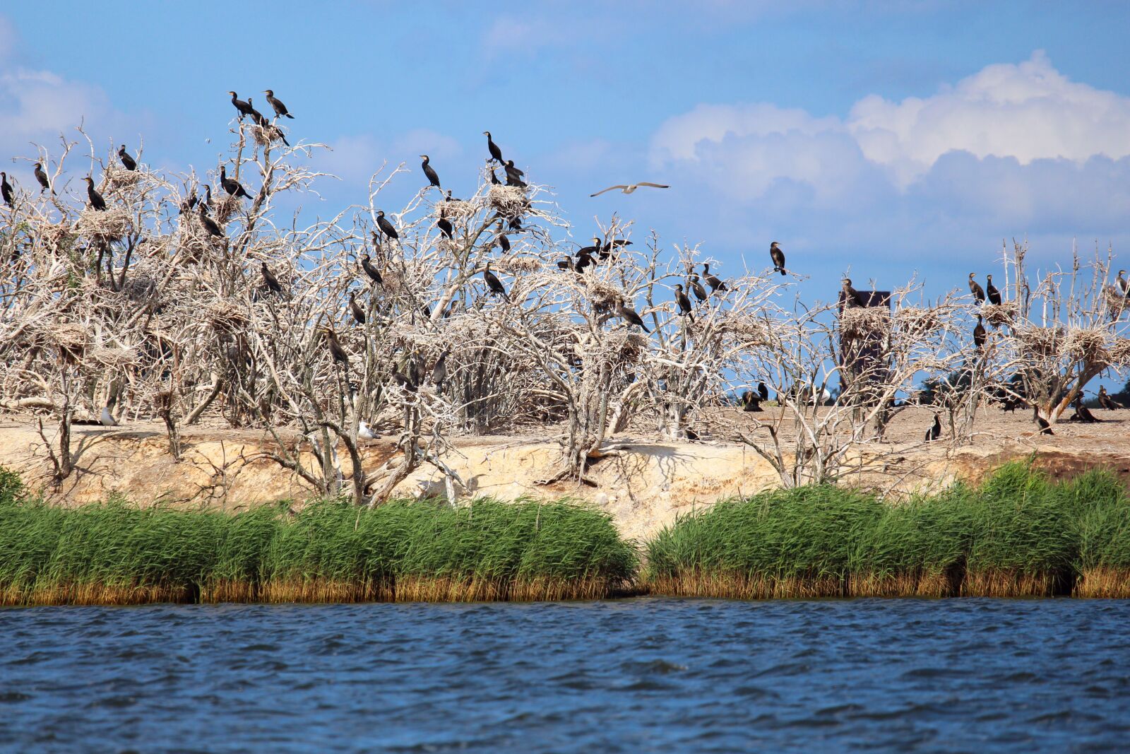 Canon EF-S 55-250mm F4-5.6 IS STM sample photo. Cormorants, nesting place, nest photography