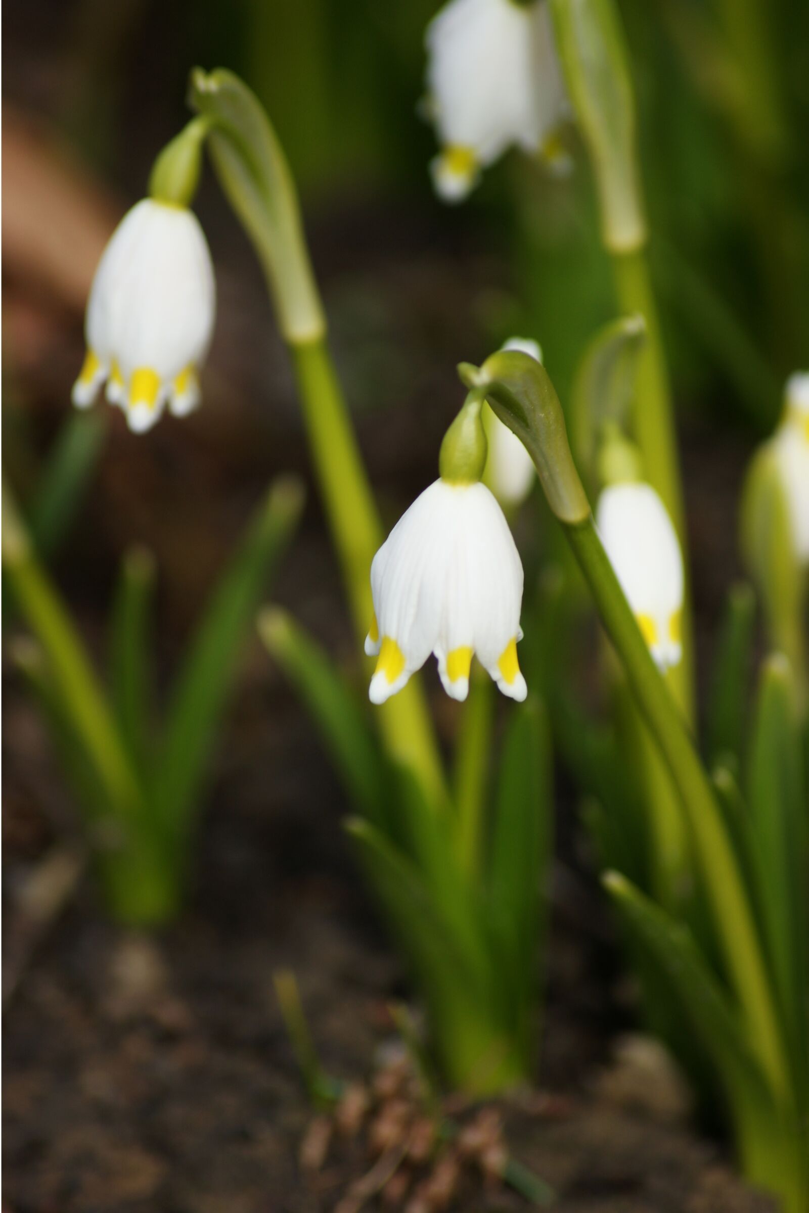 Sony Alpha DSLR-A350 sample photo. Fruehlingsknotenblume, early bloomer, white photography
