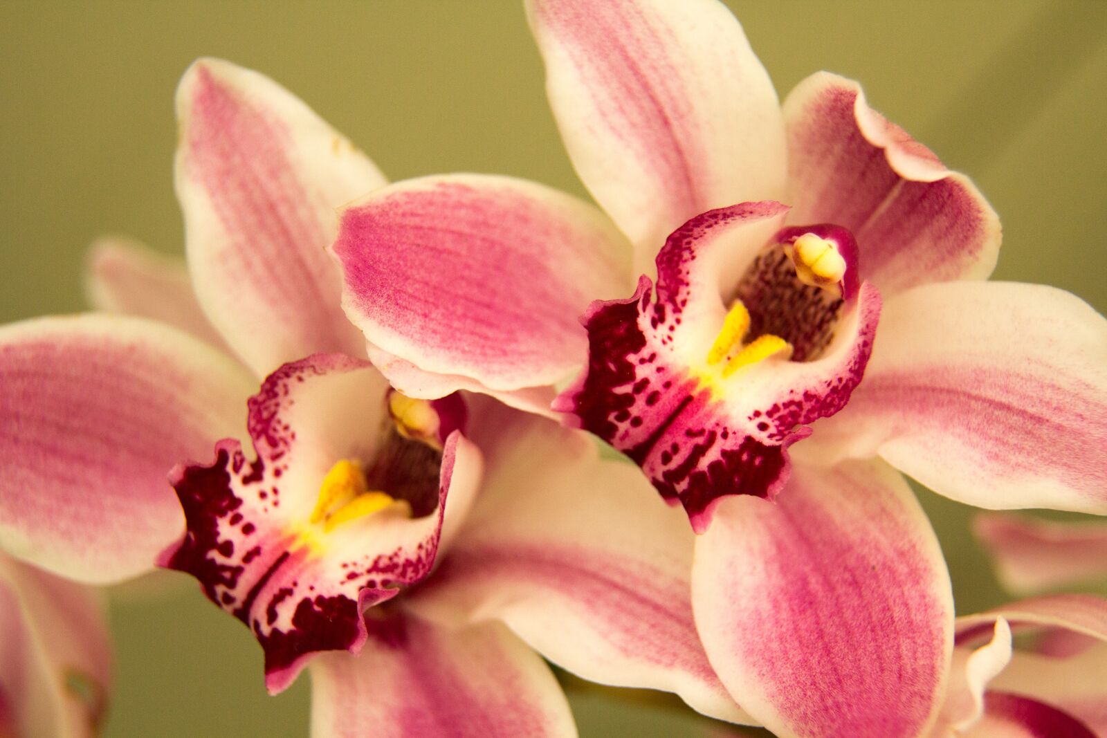 Canon EOS 60D + Canon EF 24-105mm F4L IS USM sample photo. Orchid, flower, bloom photography