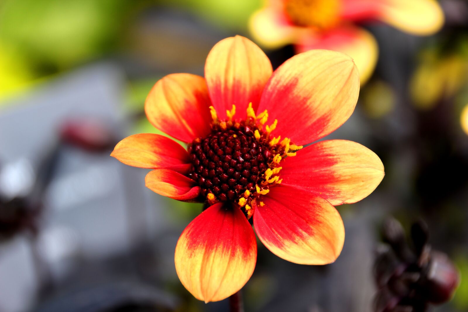Canon EOS 600D (Rebel EOS T3i / EOS Kiss X5) sample photo. Raghavendra, flower, garden photography
