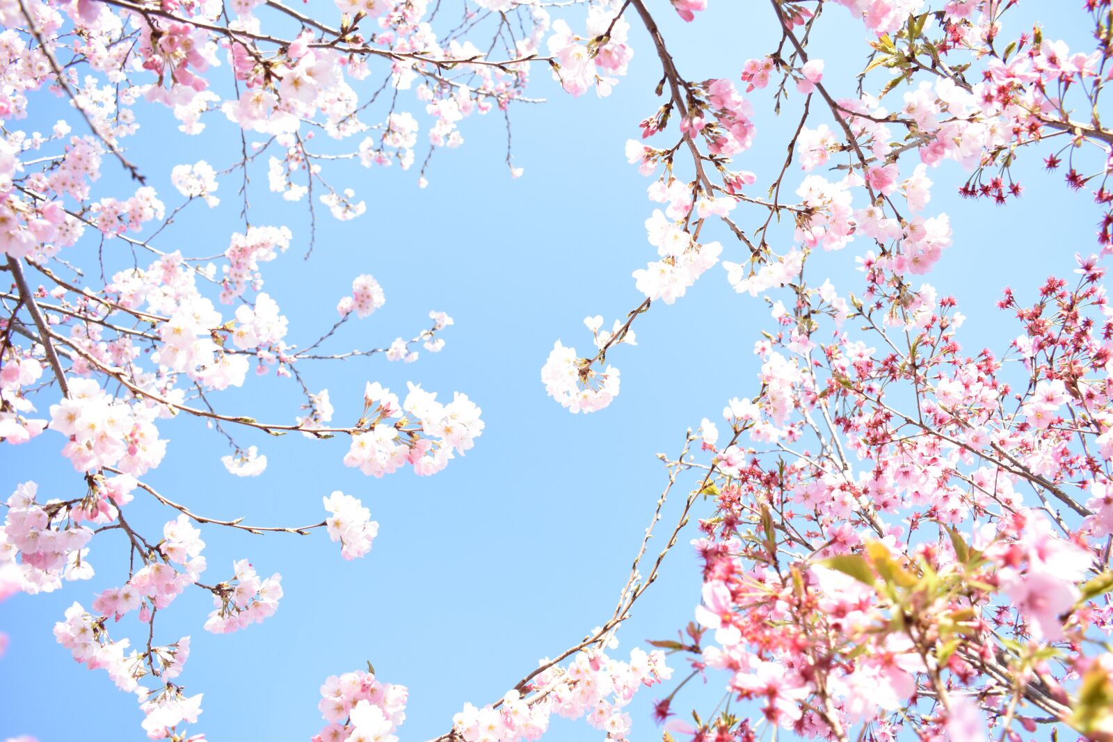 Nikon D3400 sample photo. Cherry blossom, spring, flower photography
