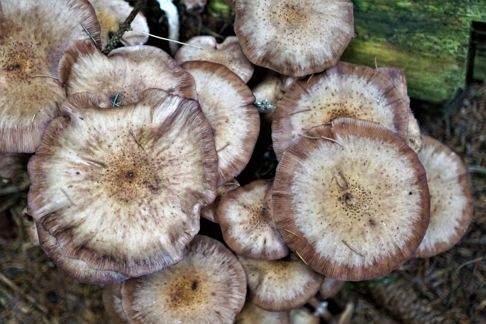 Sony ILCA-77M2 + Sony DT 16-50mm F2.8 SSM sample photo. Mushroom, round, nature photography
