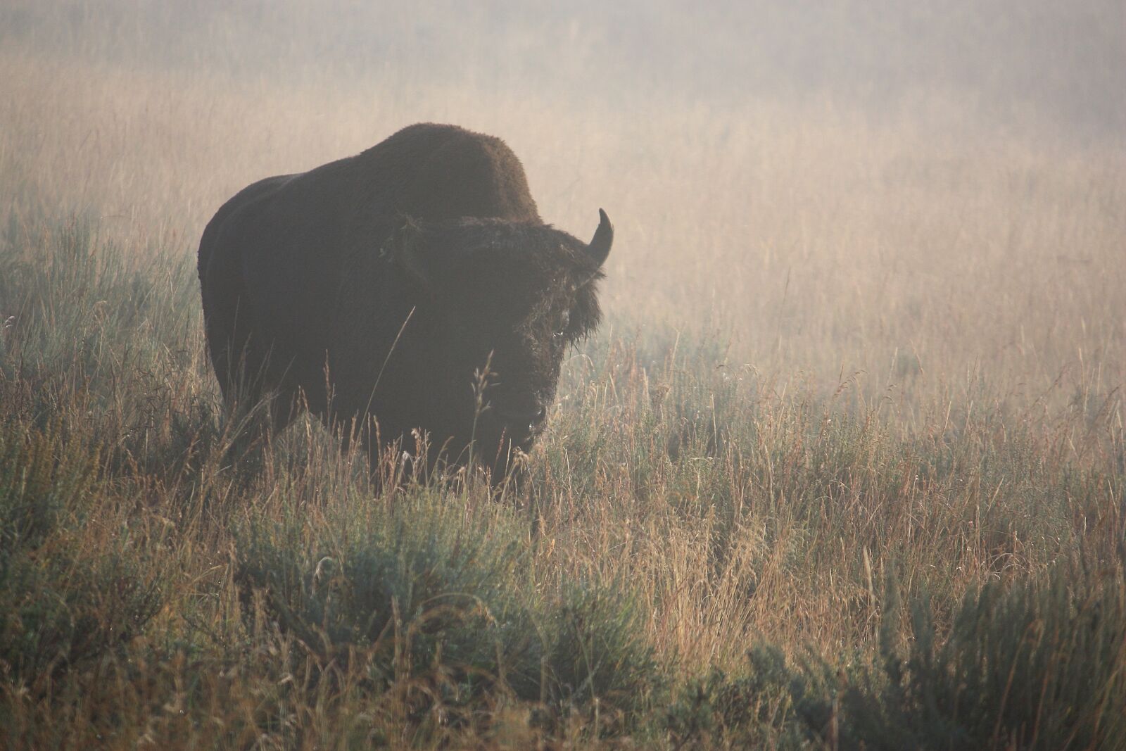 Canon EOS 450D (EOS Rebel XSi / EOS Kiss X2) sample photo. Buffalo, bison, mist photography