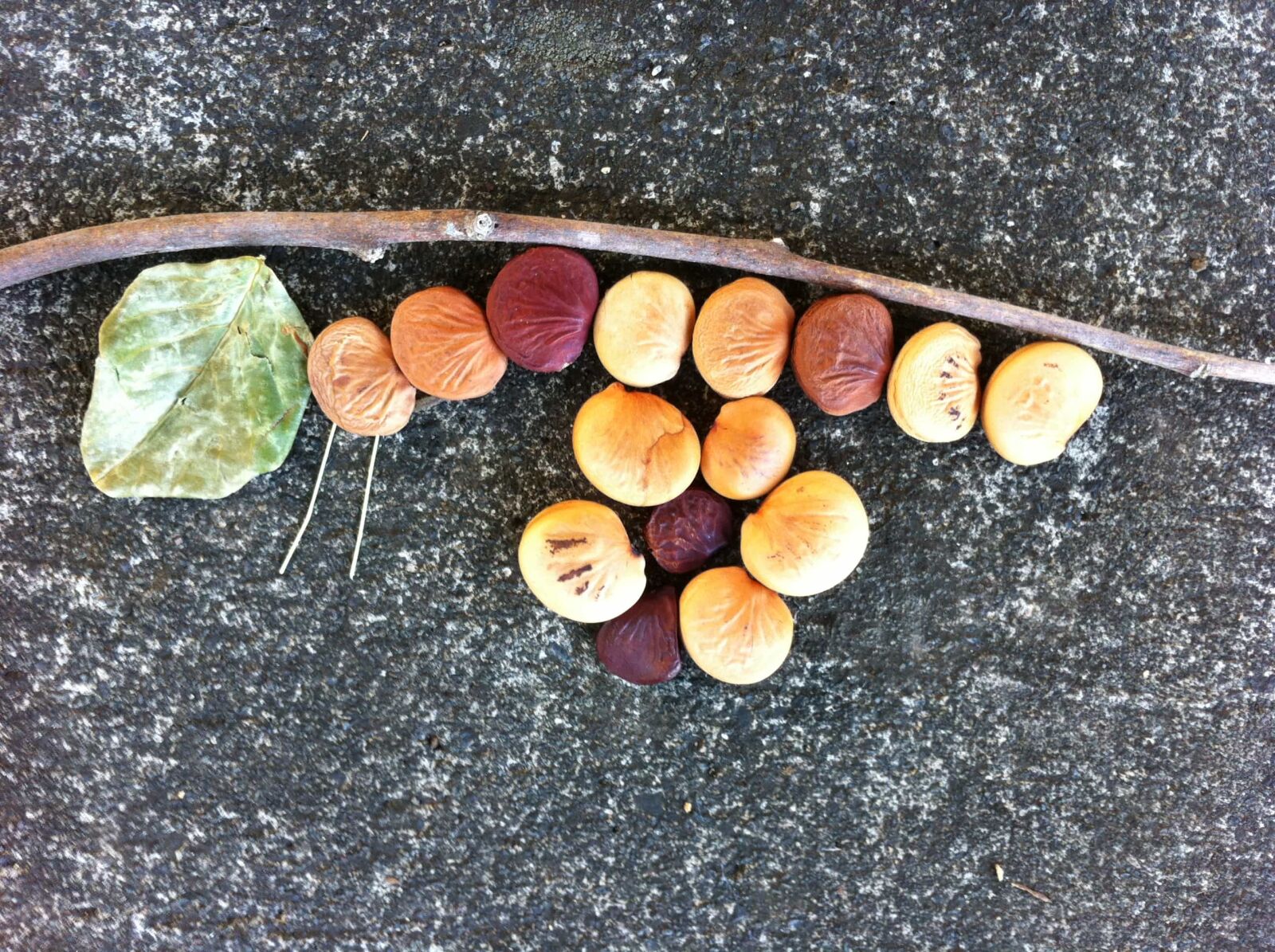 iPhone 4 back camera 3.85mm f/2.8 sample photo. Wood, food, brown, seed photography