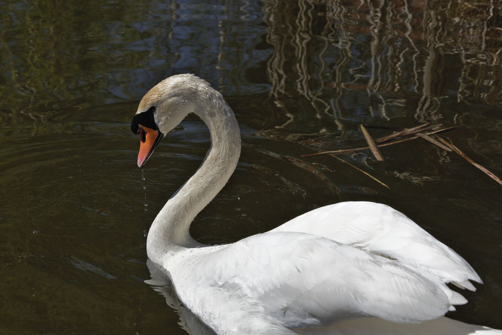 Nikon D5600 sample photo. Swan, animal portrait, drop photography