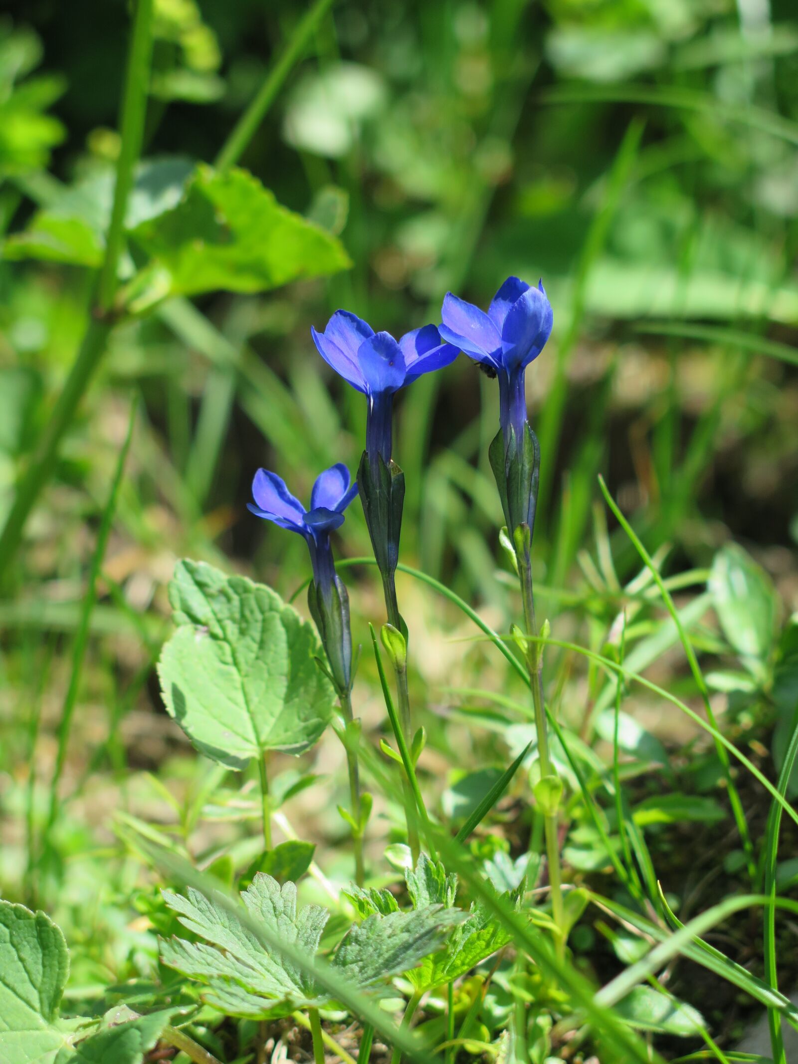 Canon PowerShot G16 sample photo. Gentian, flower, alpine flower photography