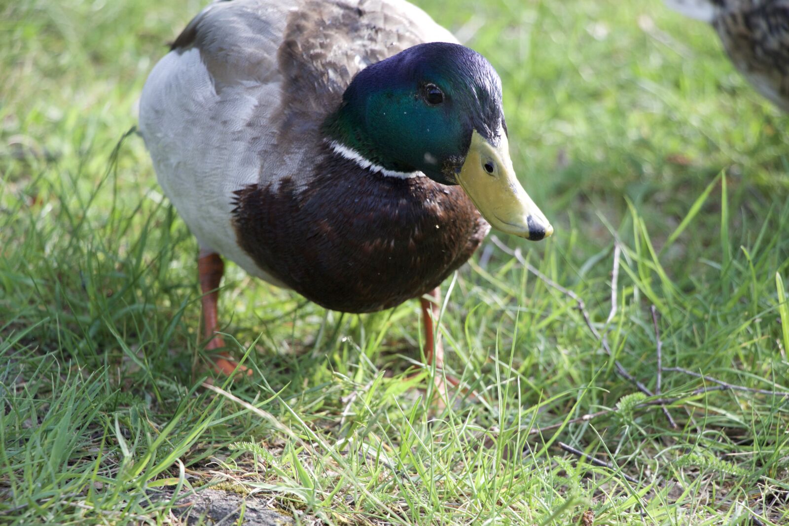 Canon EOS 100D (EOS Rebel SL1 / EOS Kiss X7) sample photo. Duck, nature, bird photography