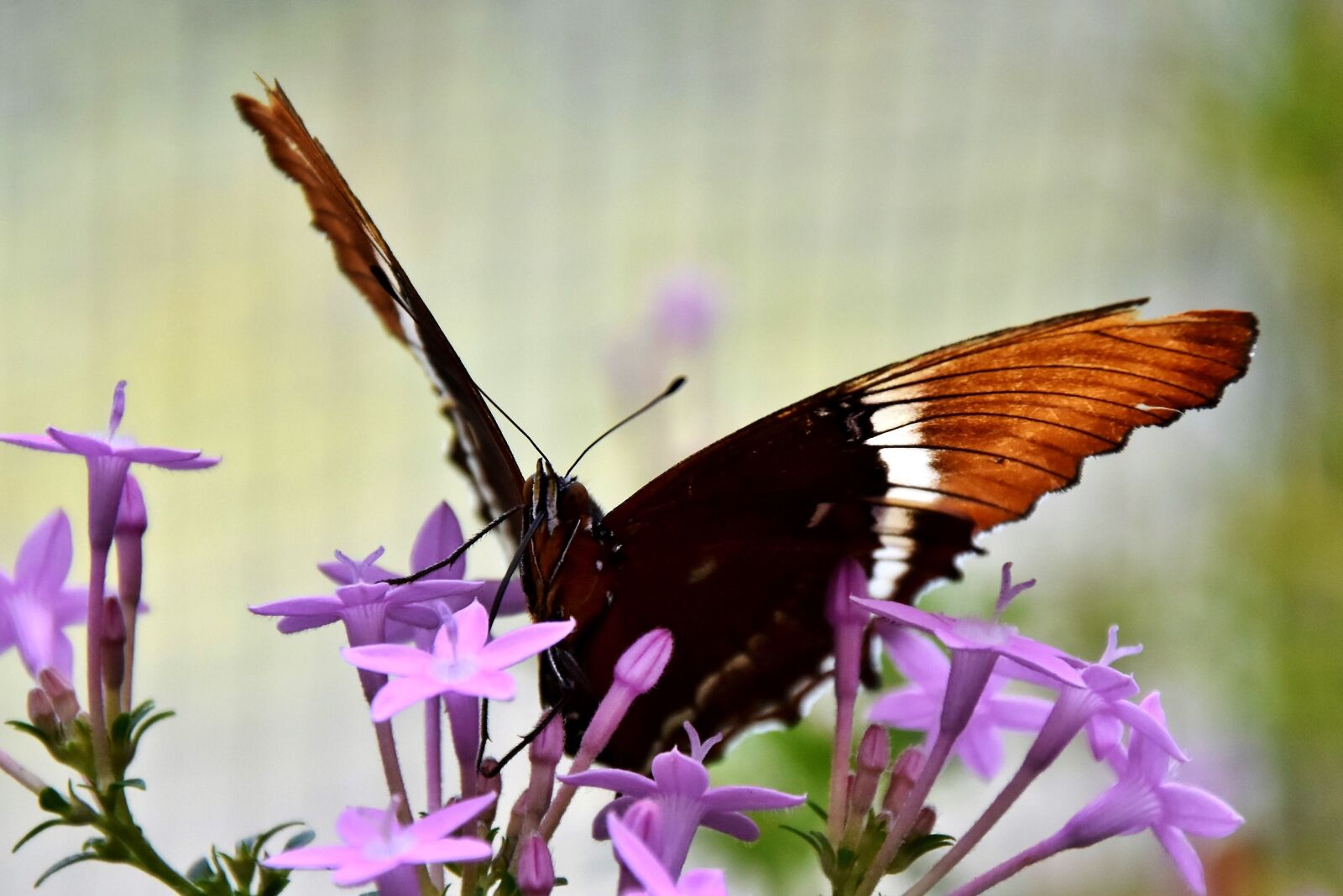 Nikon D7200 sample photo. Butterfly, butterflies, insect photography