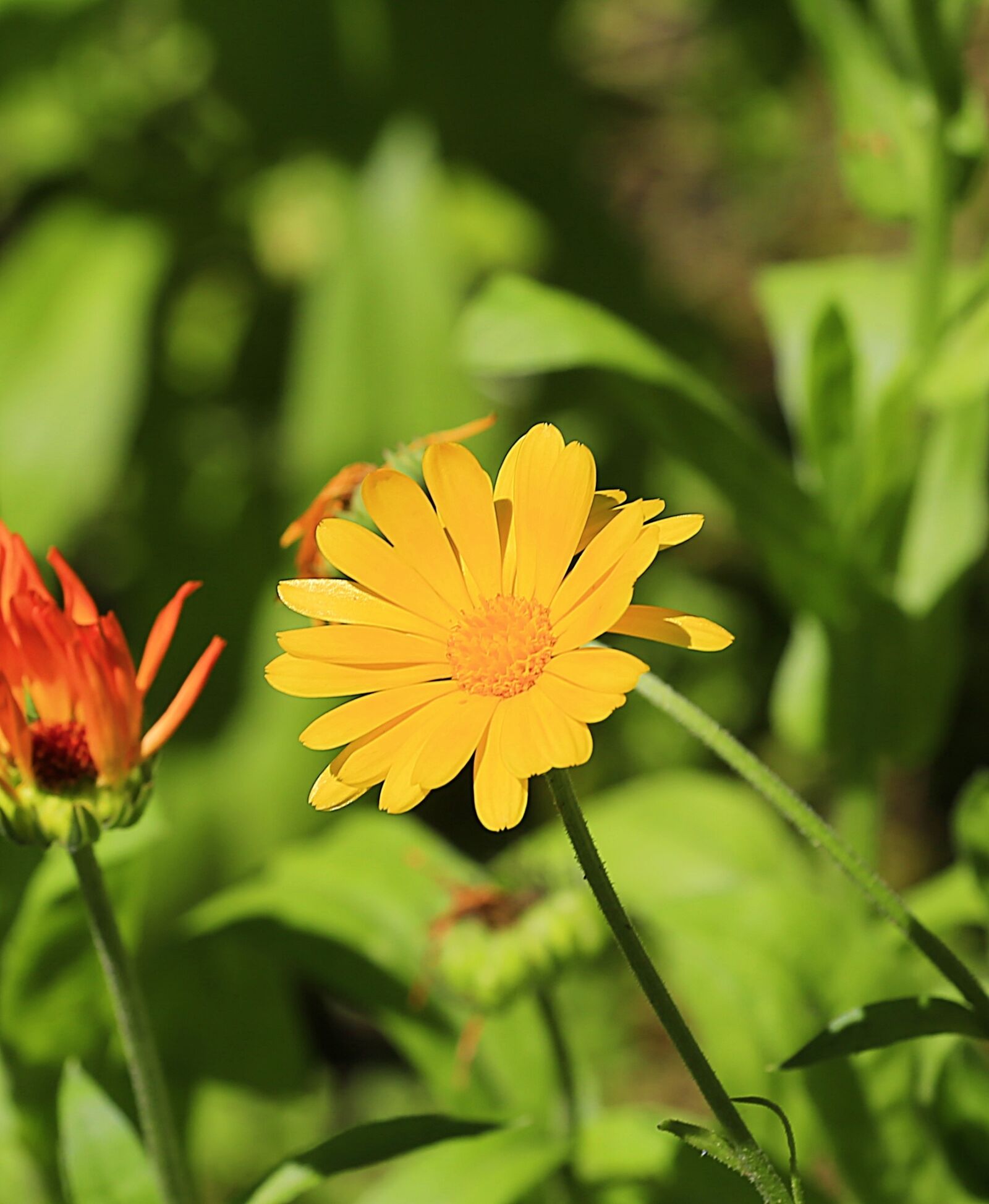 Canon EOS 6D + Canon EF 70-200mm F4L USM sample photo. Flower, calendula, summer photography