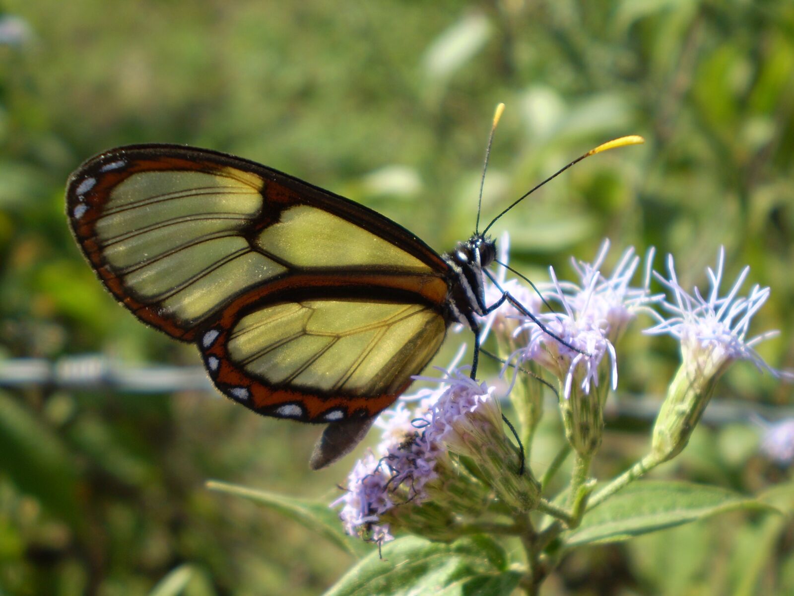 Olympus FE210,X775 sample photo. Glass butterfly, greta oto photography