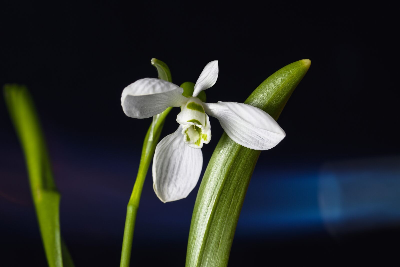 Nikon D7200 sample photo. Snowdrop, blossom, bloom photography