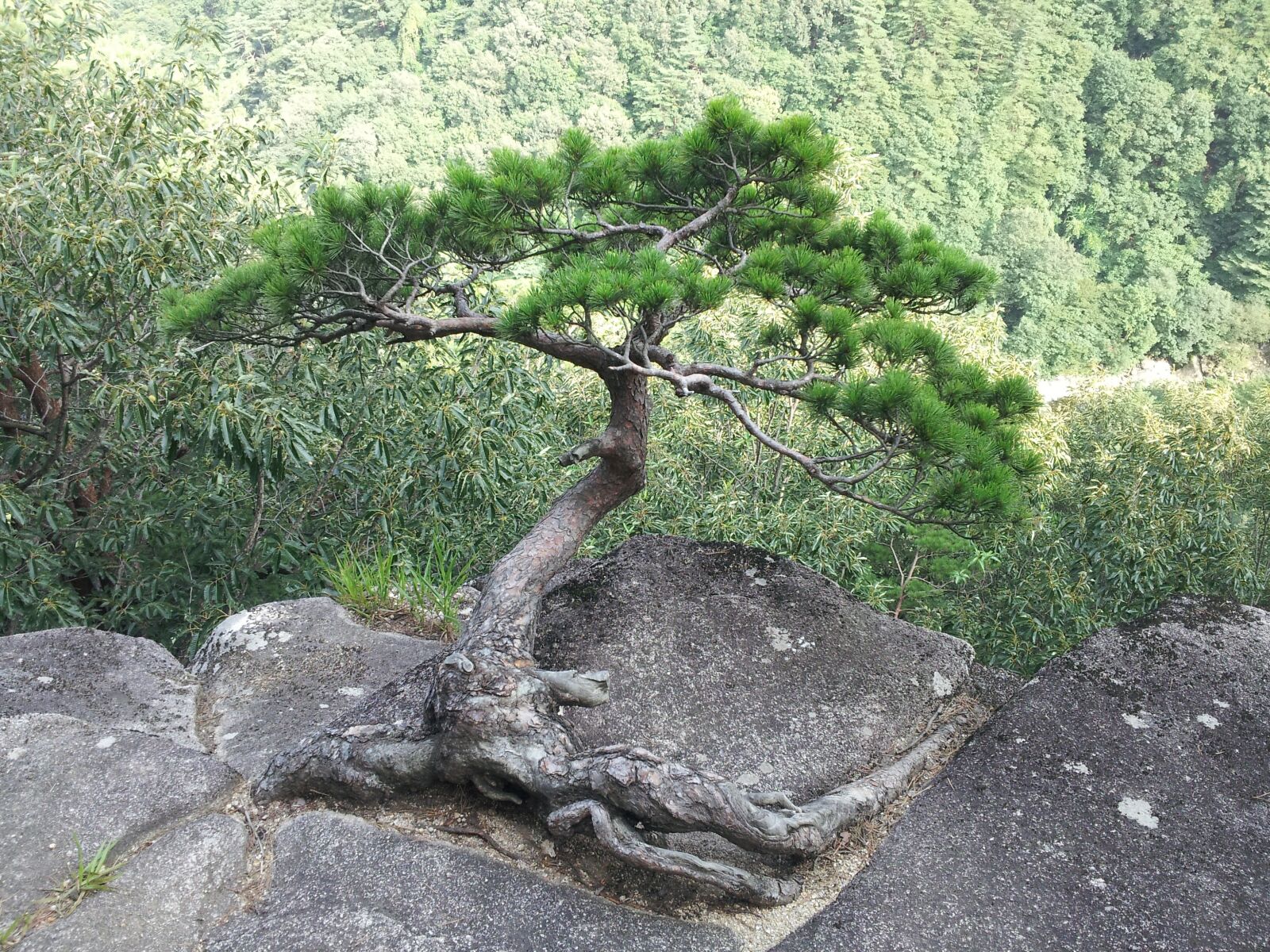 Samsung Galaxy S2 sample photo. Pine, pine above the photography