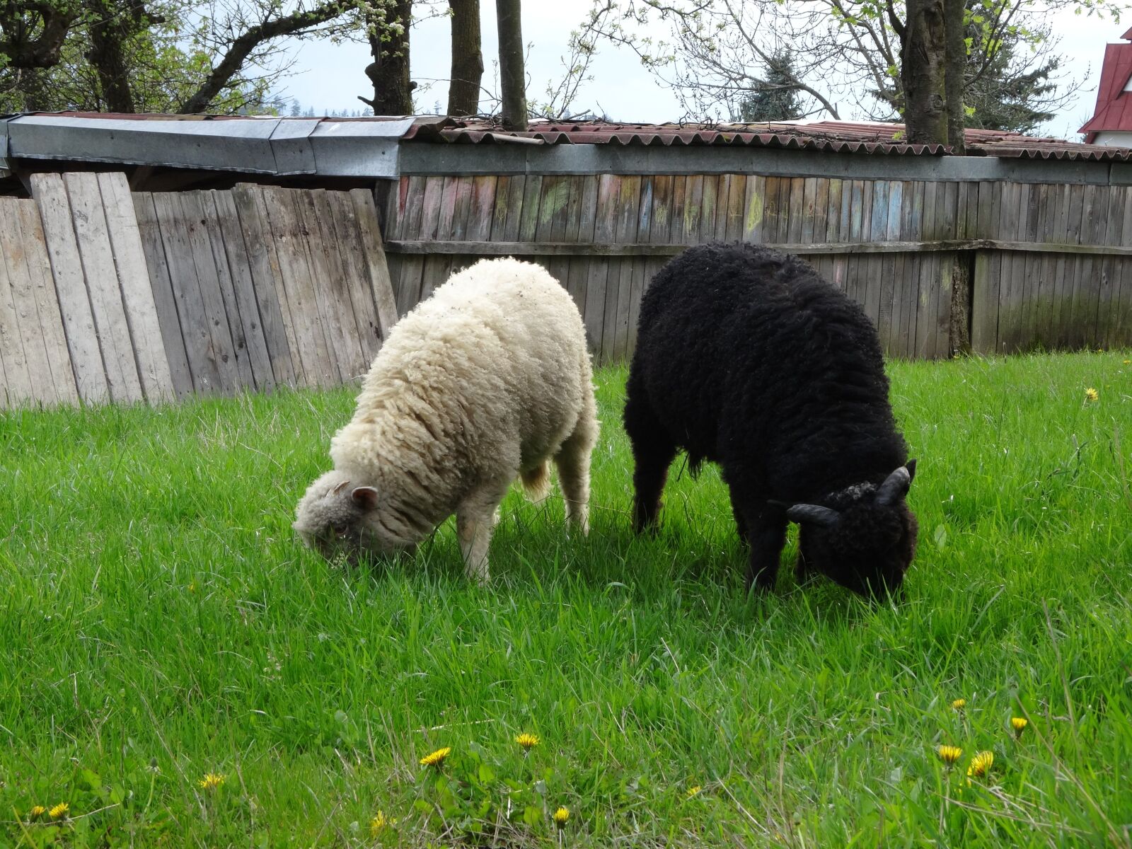Sony Cyber-shot DSC-WX300 sample photo. Animals, sheep, rumination photography