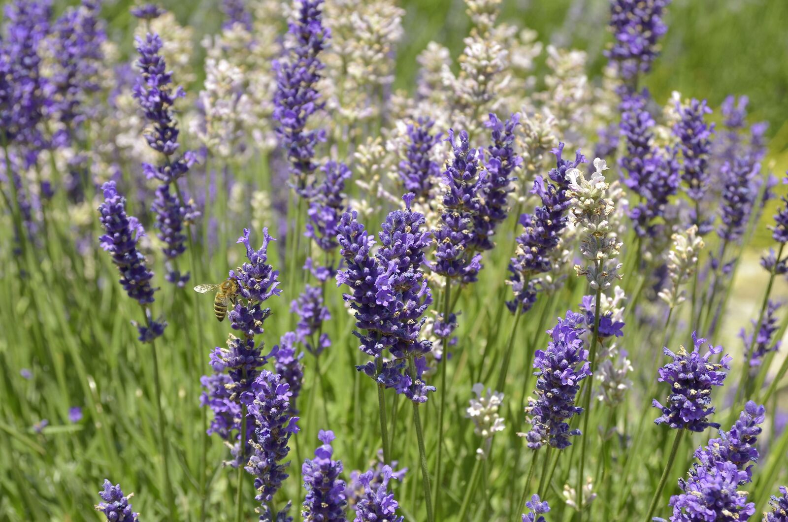 Nikon D7000 sample photo. Lavender, flowers, meadow photography