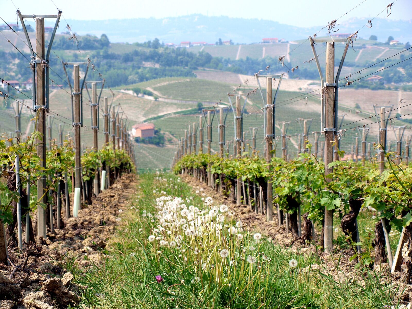 Olympus E-420 (EVOLT E-420) sample photo. Winery, tuscany, piedmont photography
