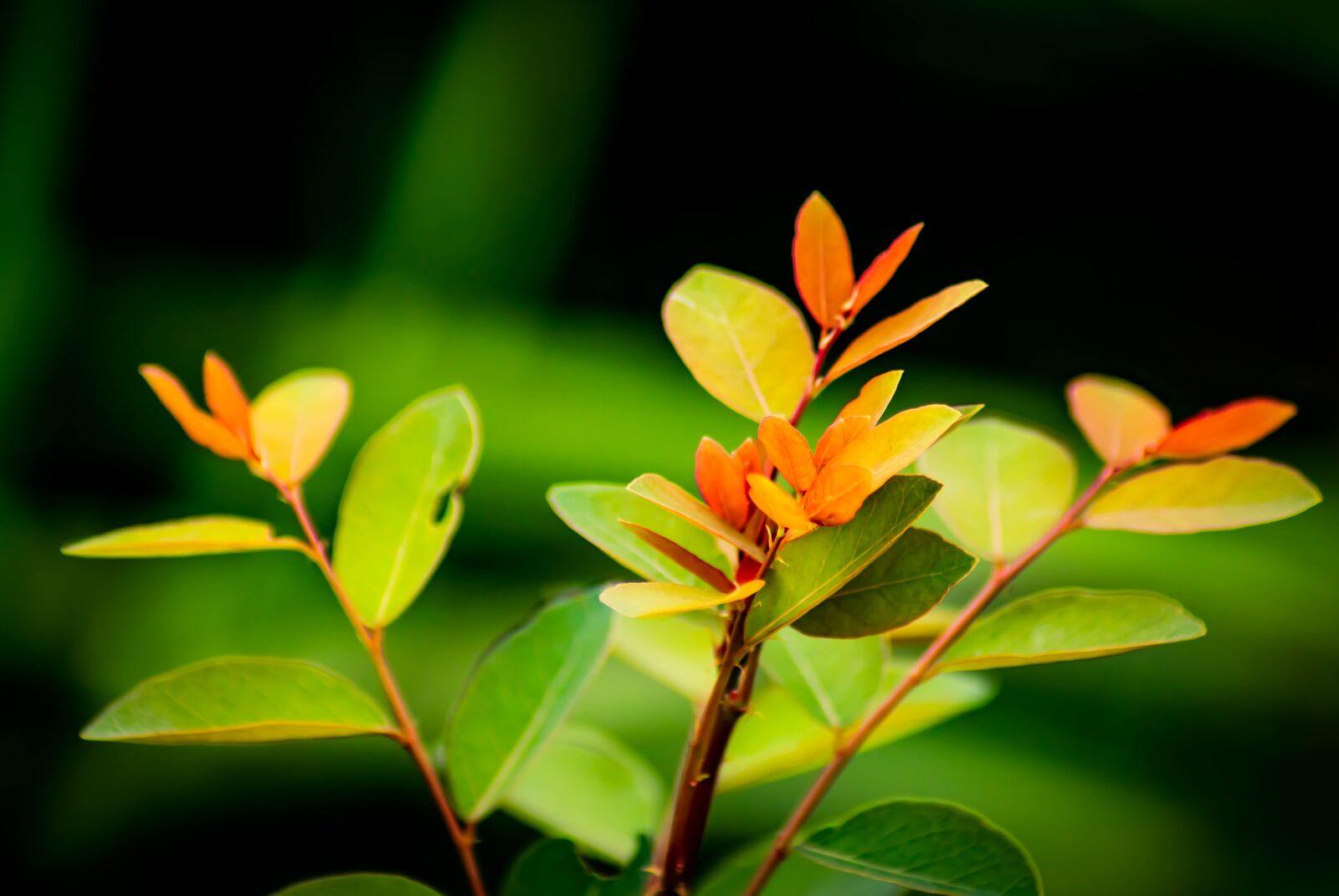 Tamron AF 70-300mm F4-5.6 Di LD Macro sample photo. Tropical, leaf, leaves photography