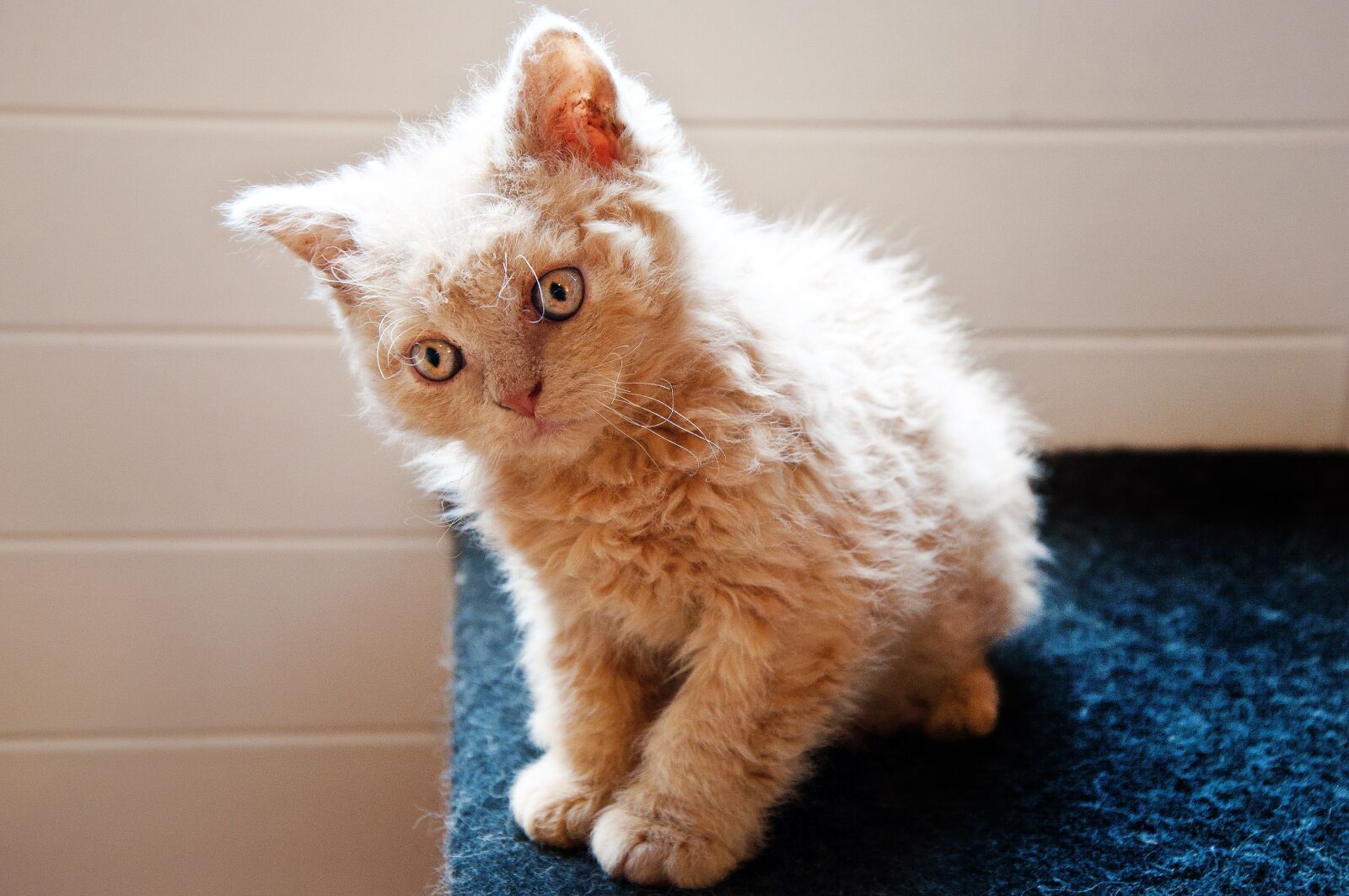 Nikon D90 sample photo. Cat, kitten, baby cat photography
