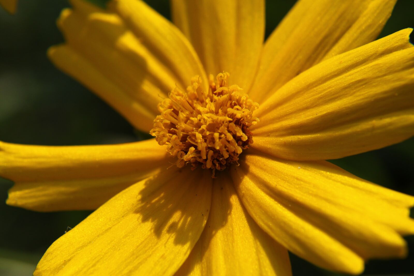 Canon EOS 50D sample photo. Geumgyeguk, yellow flower, plants photography