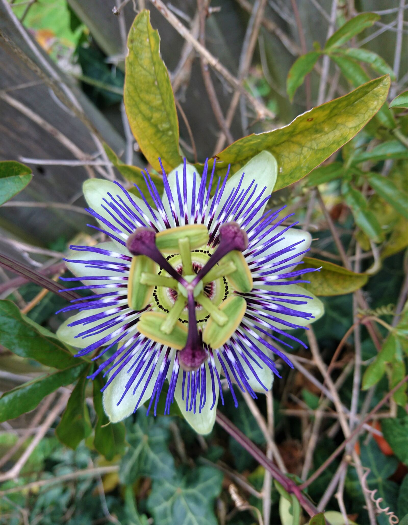 Sony Xperia Z5 Compact sample photo. Passion fruit, passion flower photography