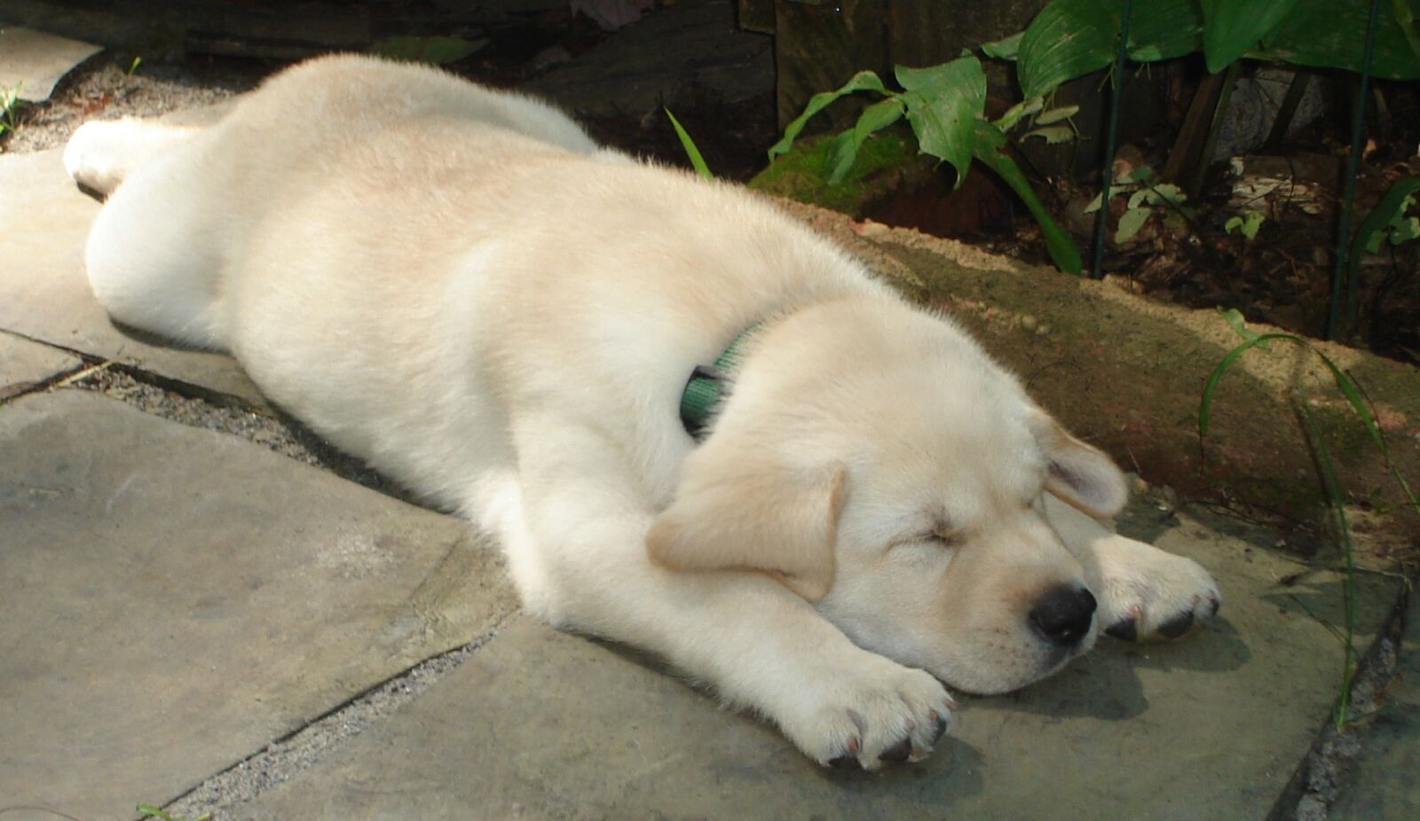 Sony DSC-S40 sample photo. Sleepy, puppy photography